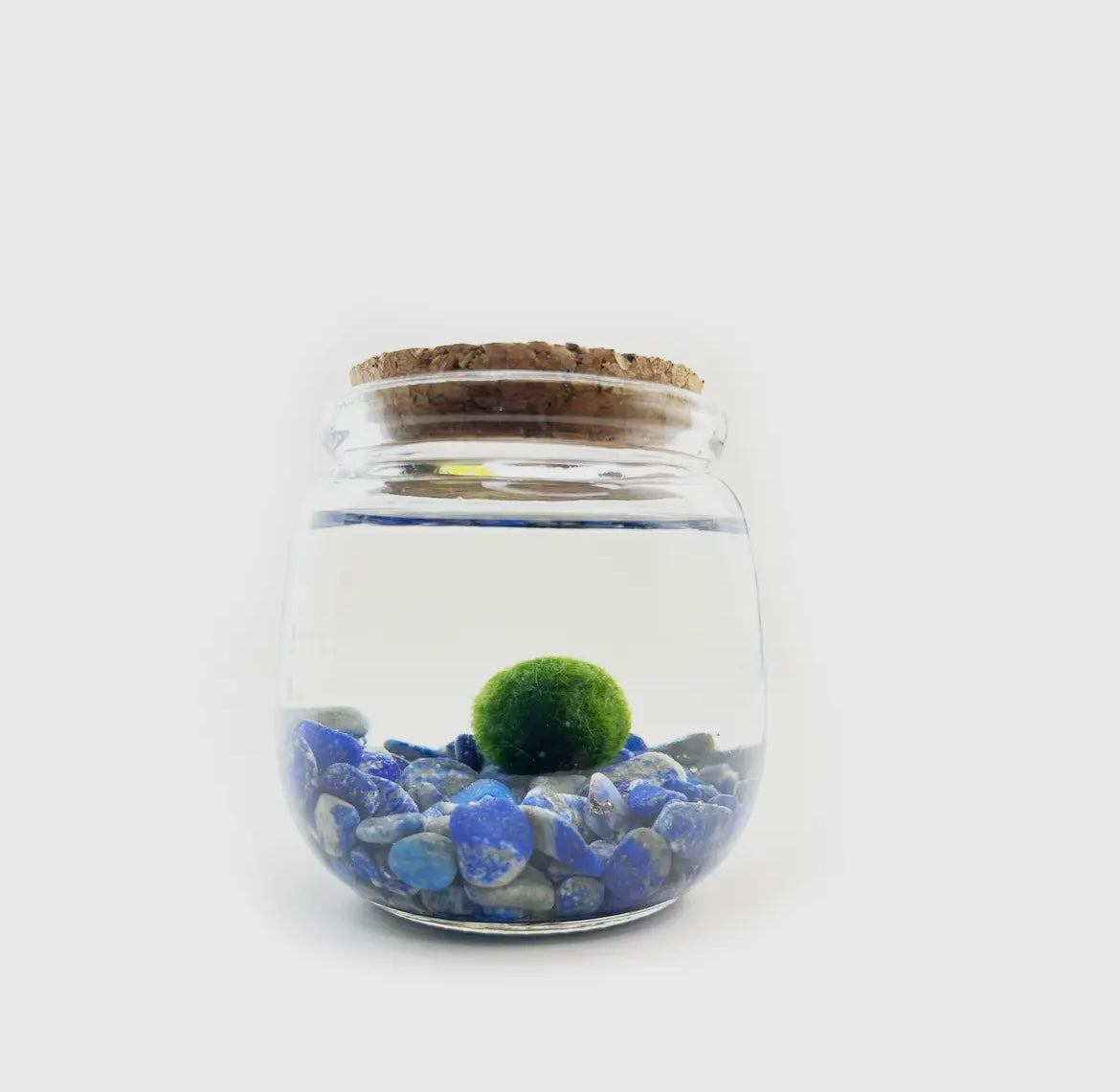 *MID SIZE* Lapis Lazuli Live Moss Ball
