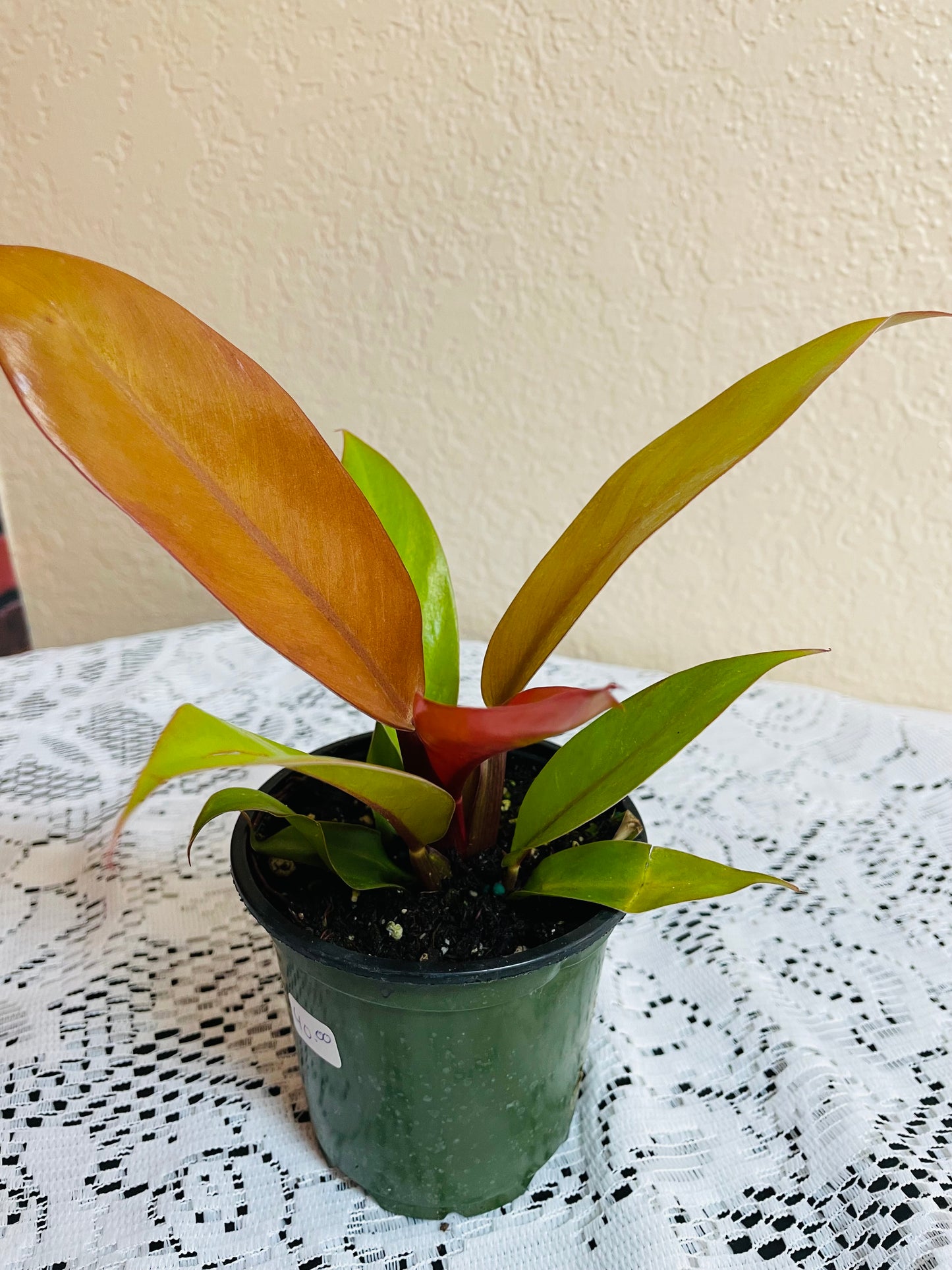 *RARE* Orange Prince Philodendron