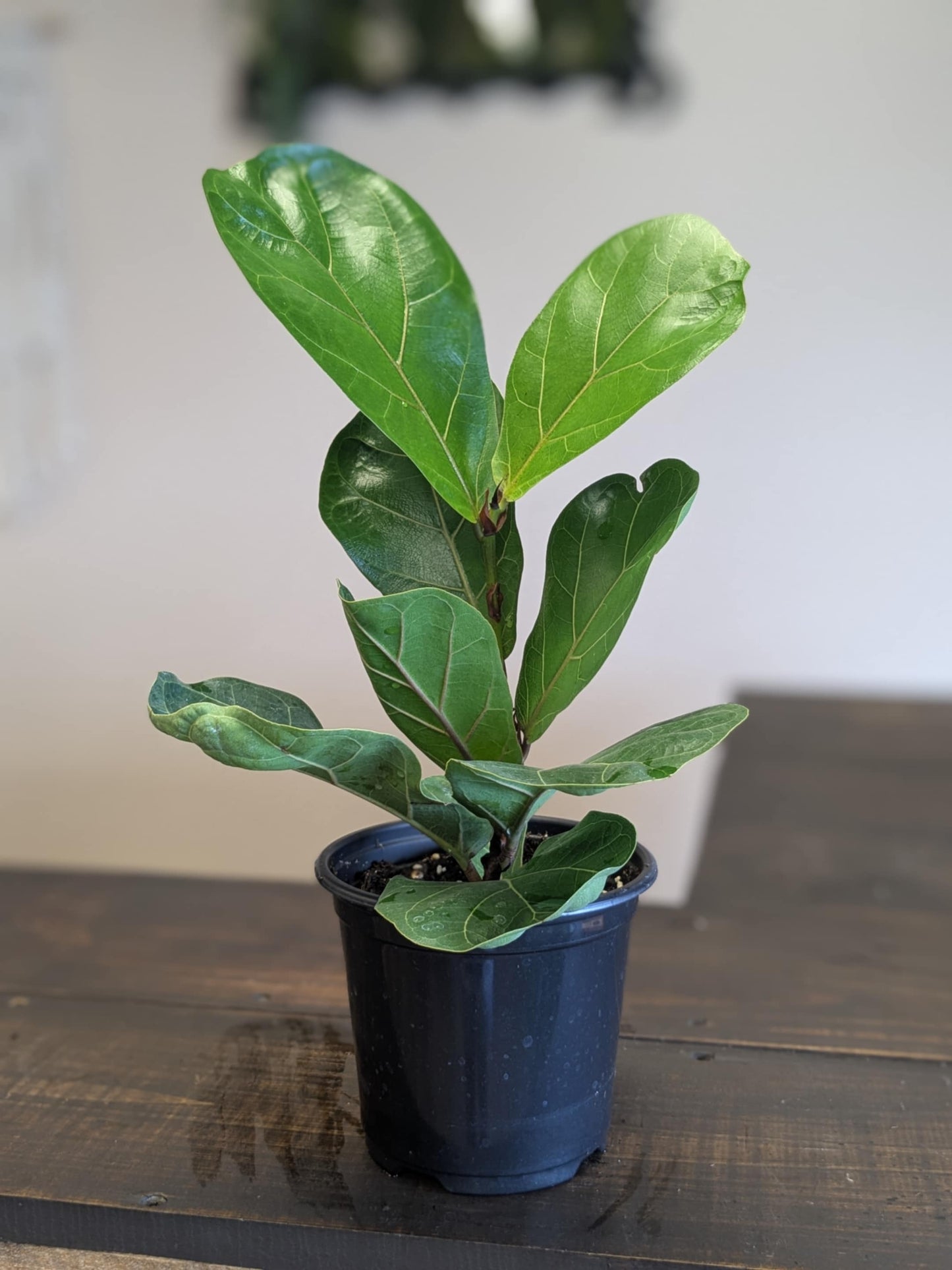 Fiddle Leaf Fig Tree