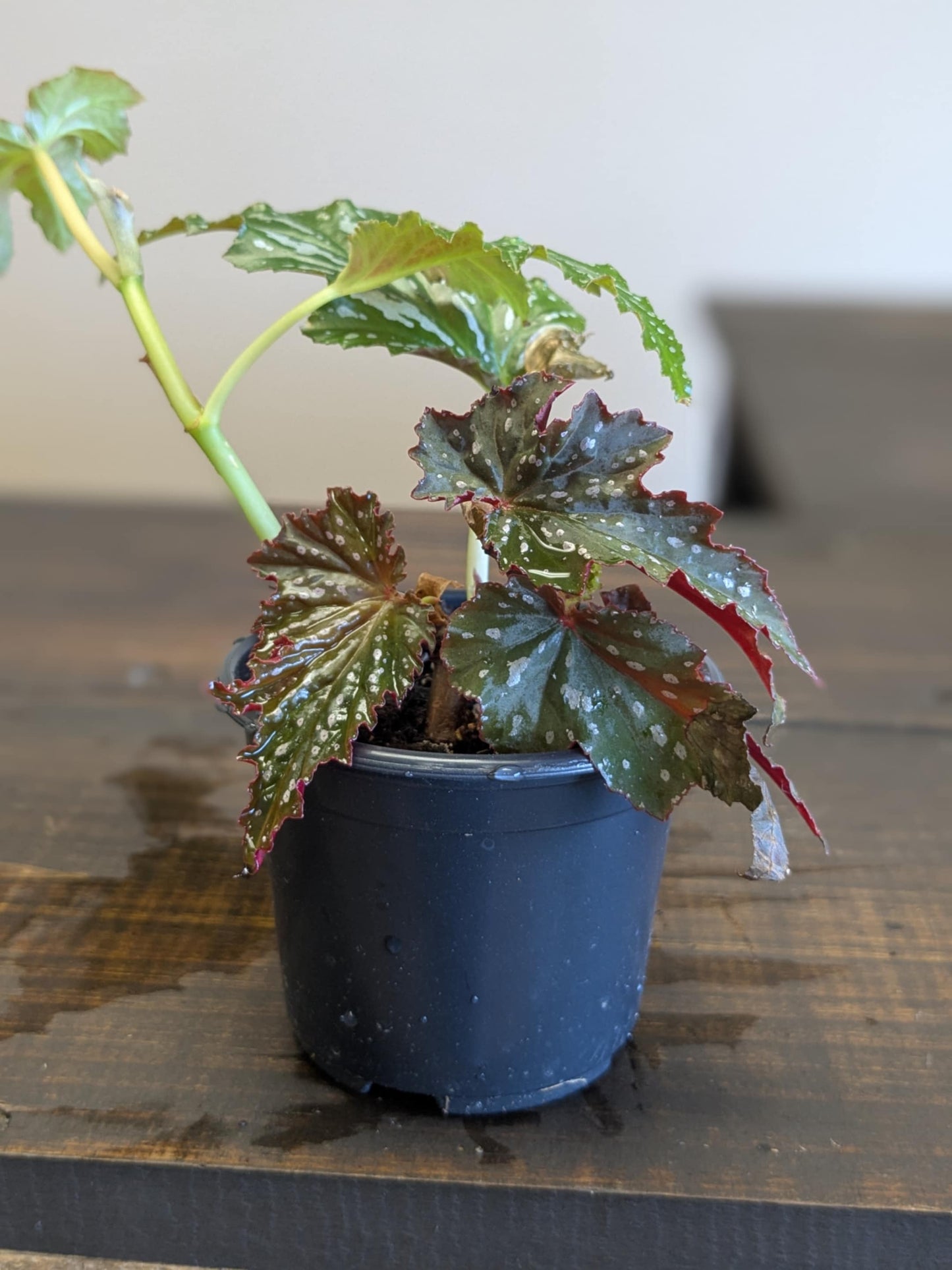 Angel Wing Begonia