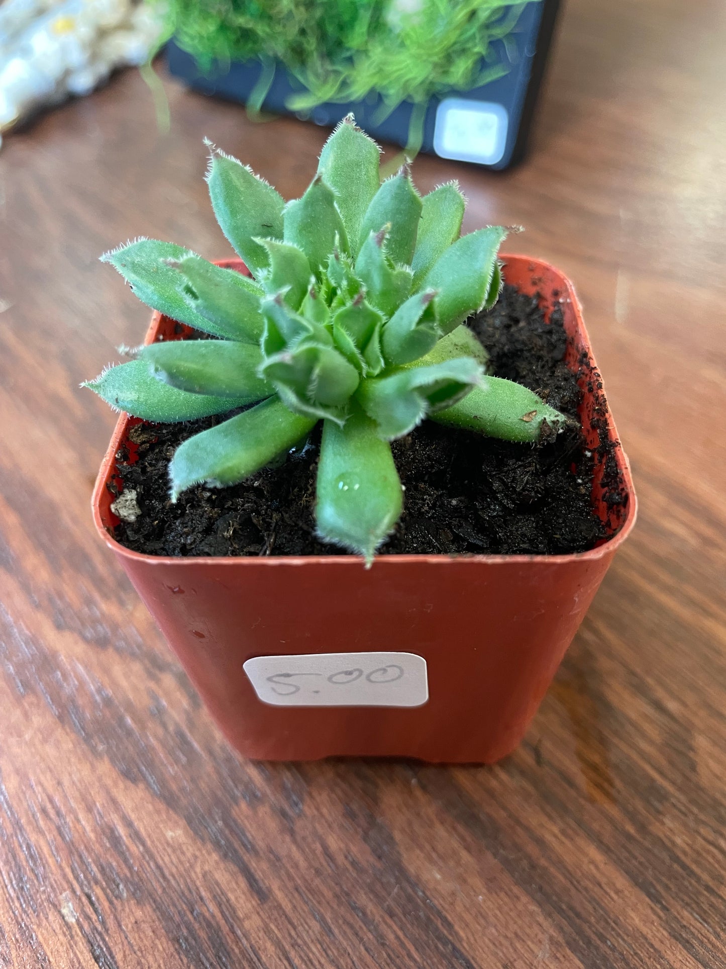 Single Mini Oddity