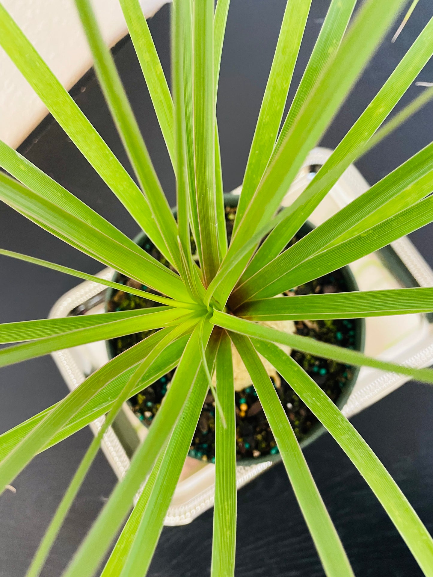 Pony Tail Palm Tree Plant