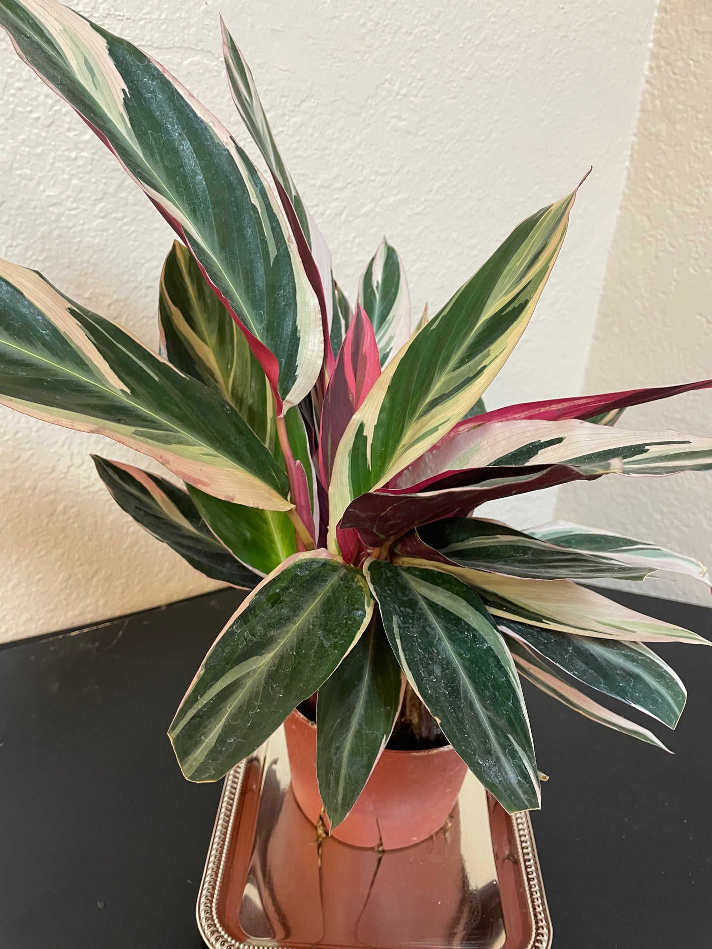 Stromanthe Triostar Plant