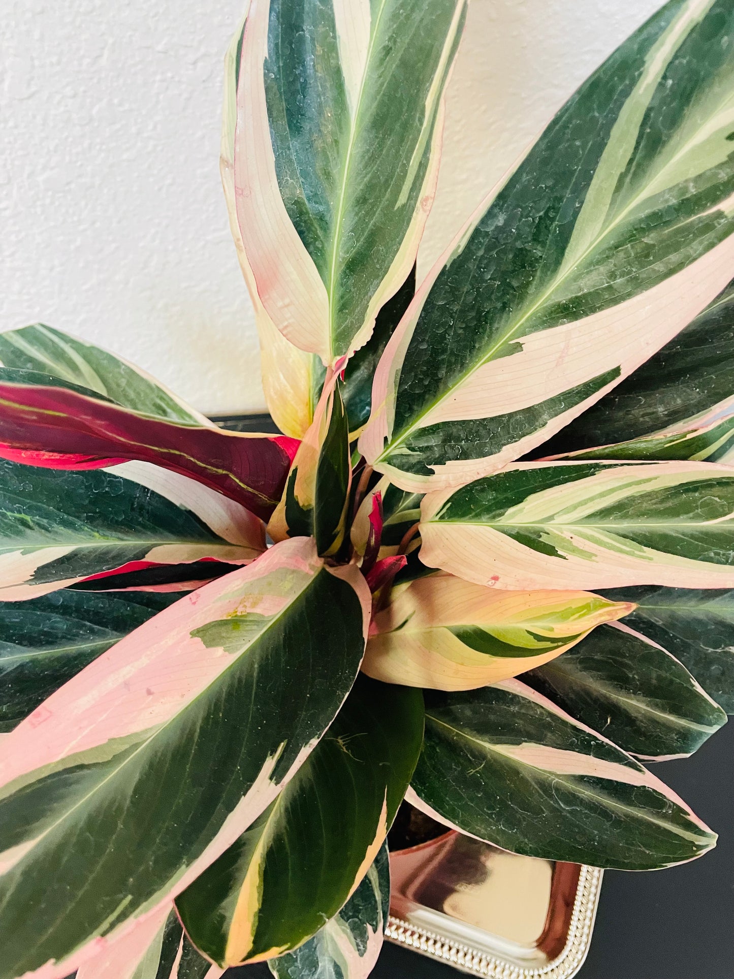 Stromanthe Triostar Plant