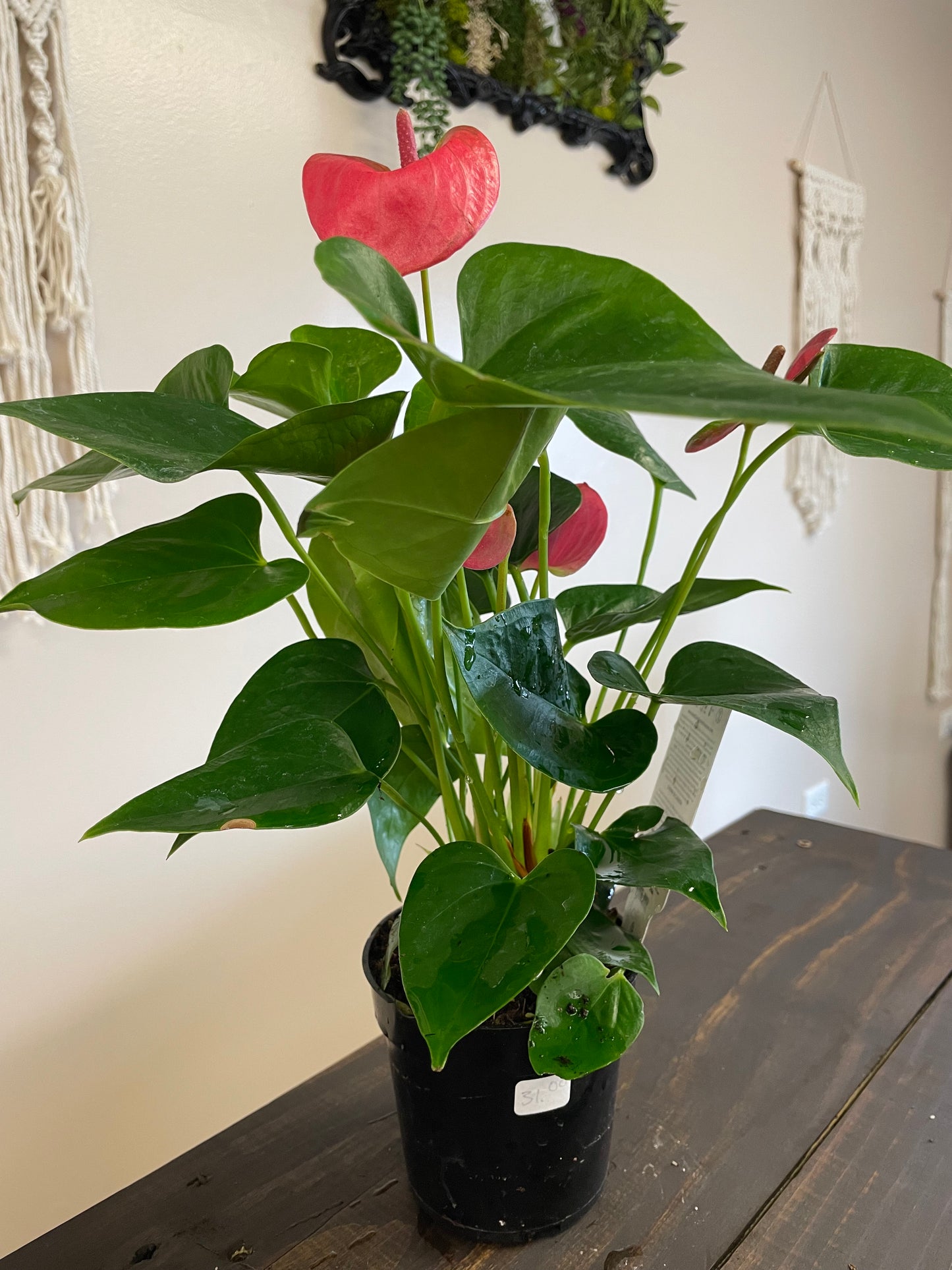 Pink Flamingo Anthurium