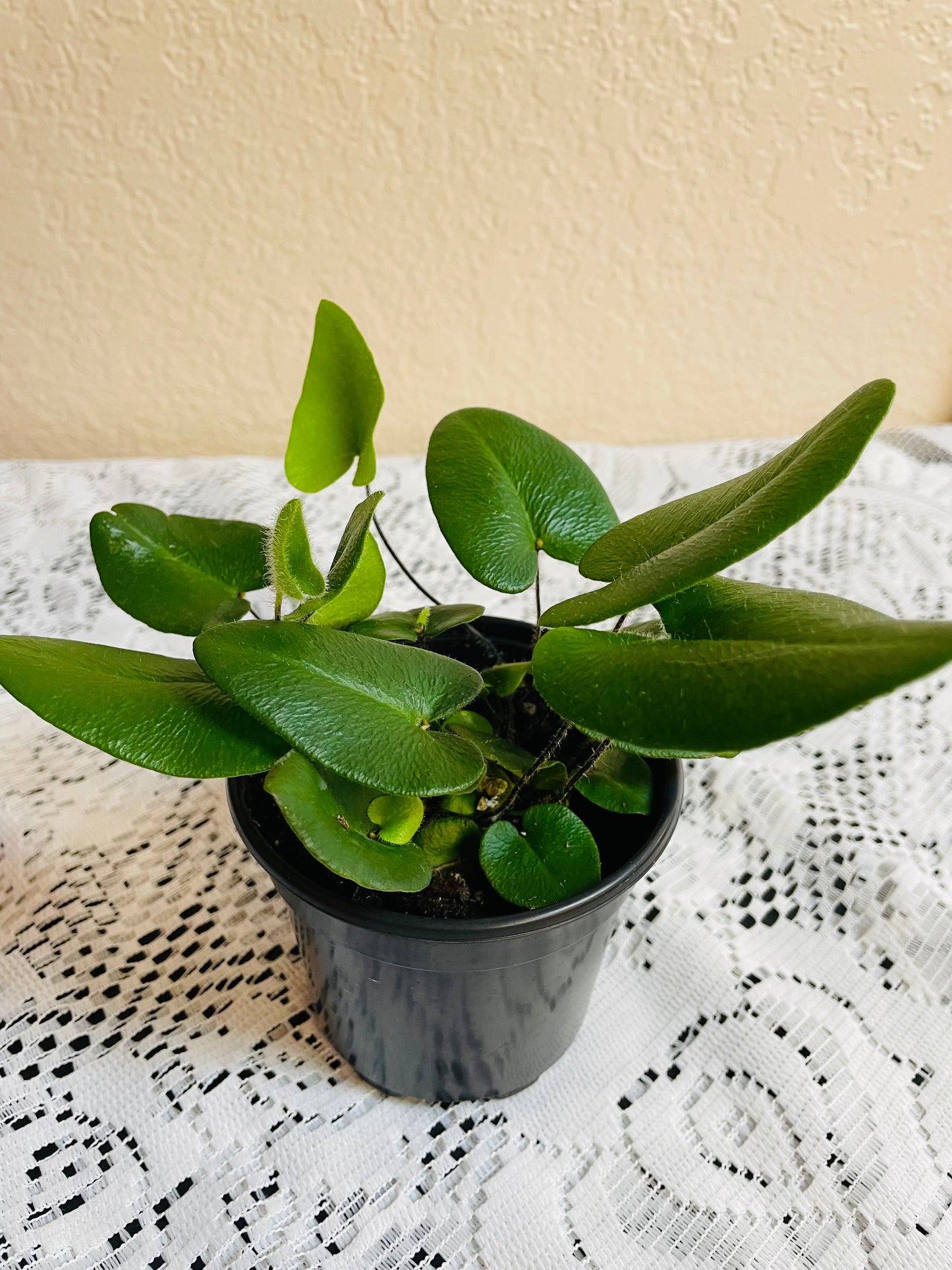 Heartleaf Fern