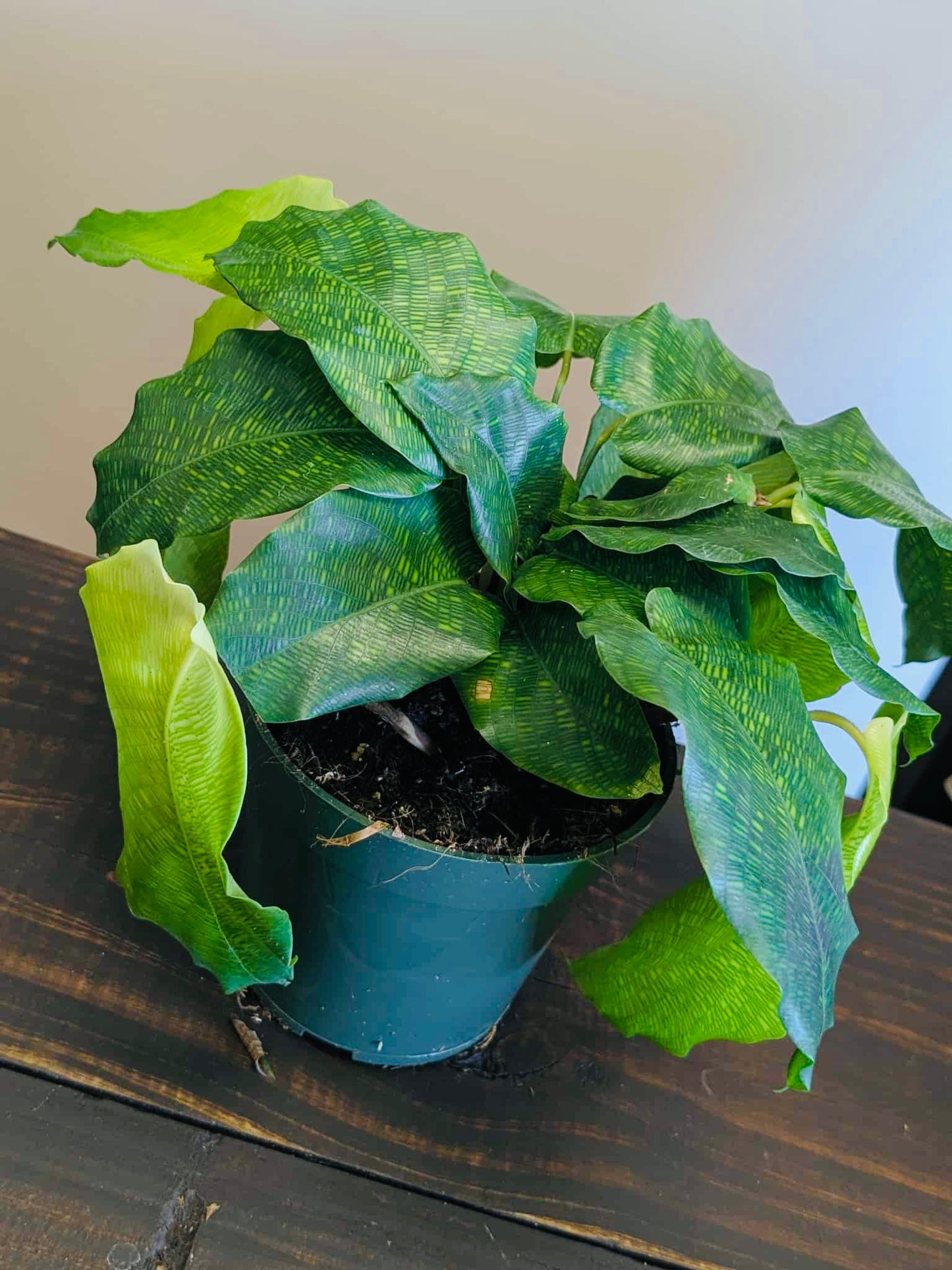 Calathea Musaica