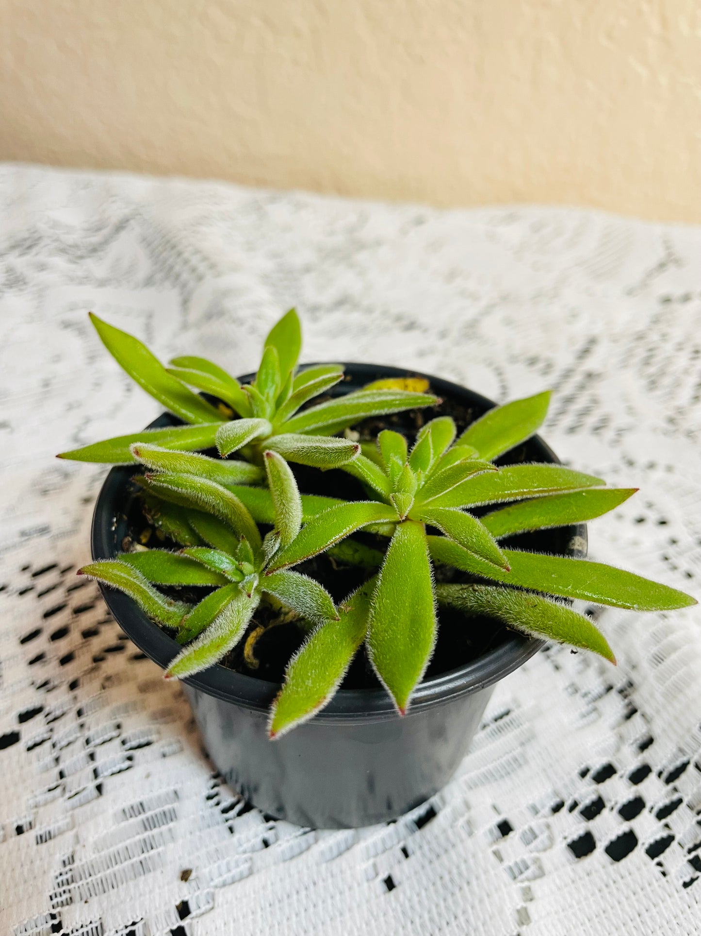 Arrow Echeveria