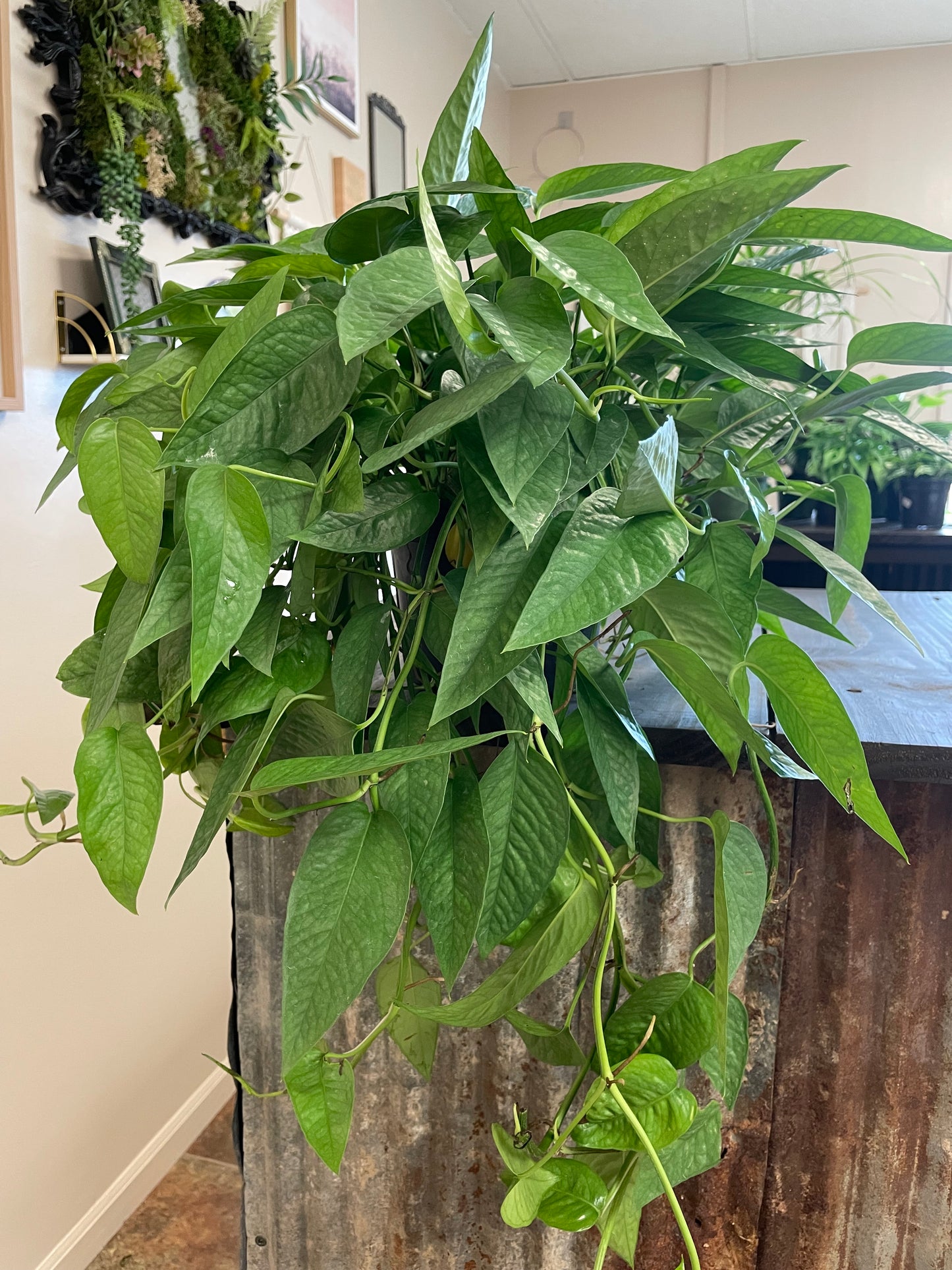 Cebu Blue Pothos