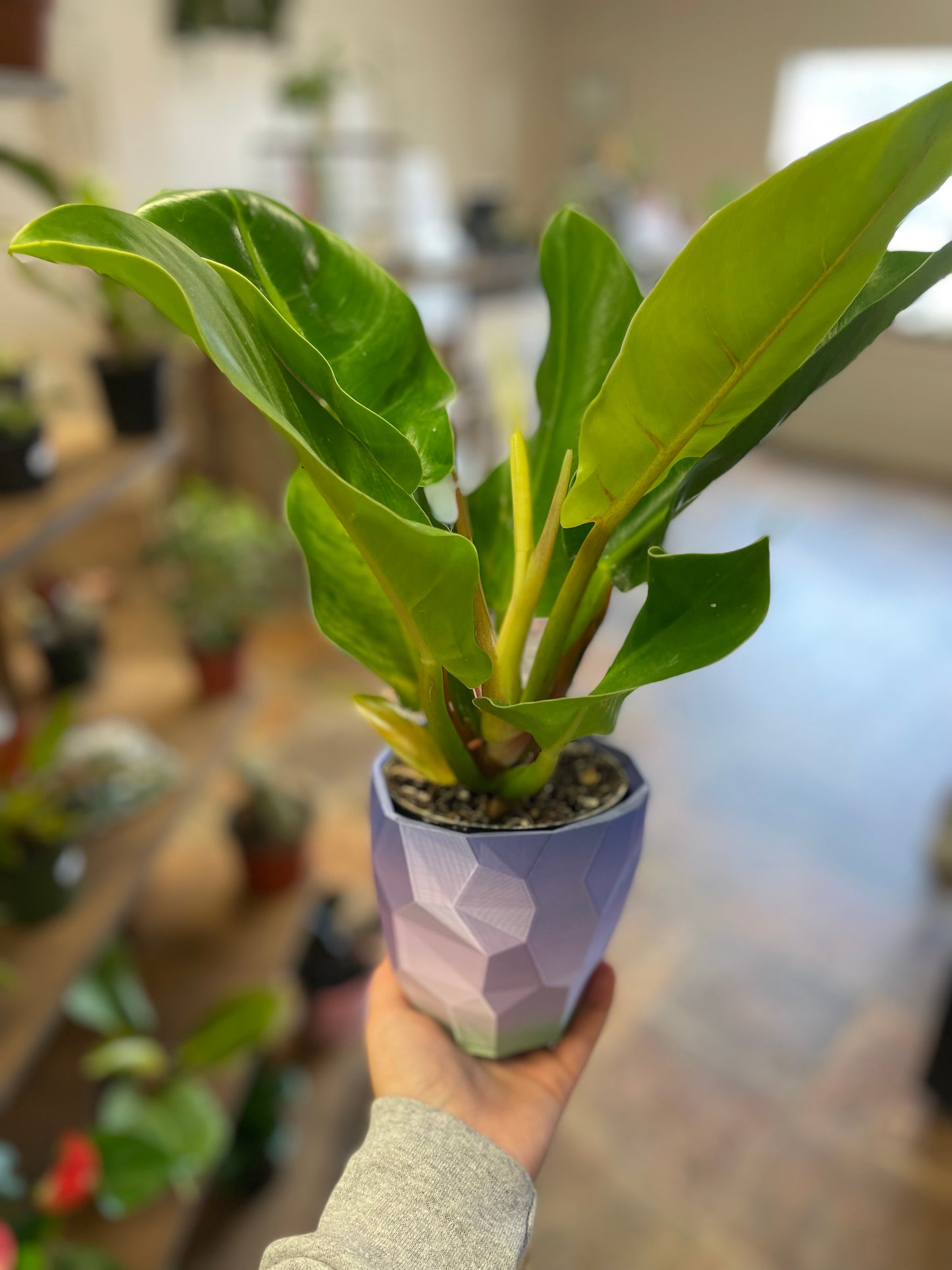 Funky ombré 3D printed pots