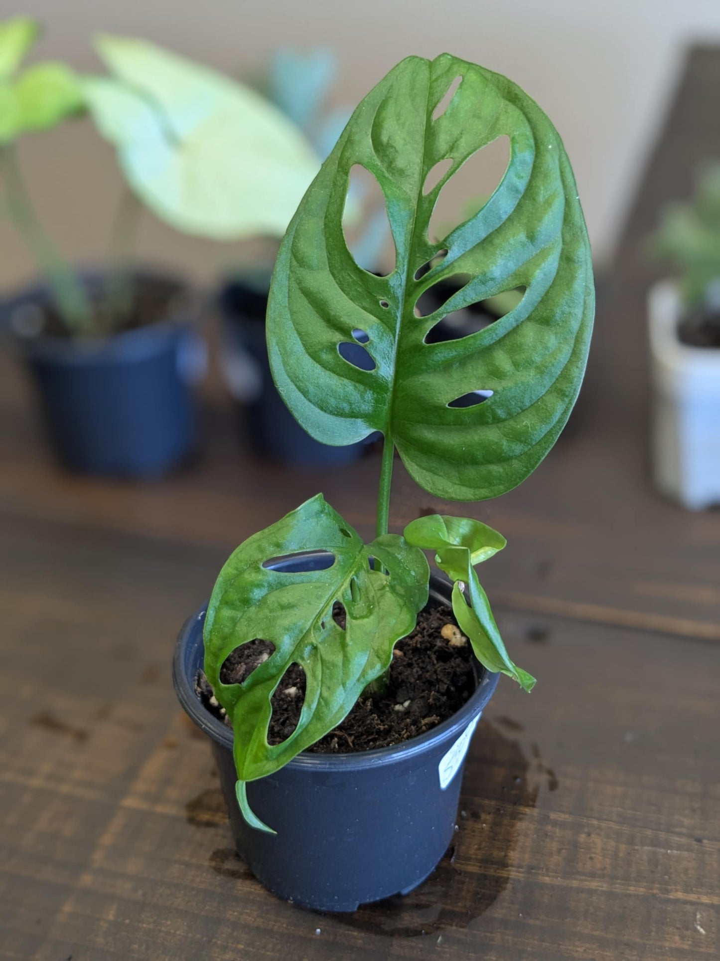 Swiss Monstera