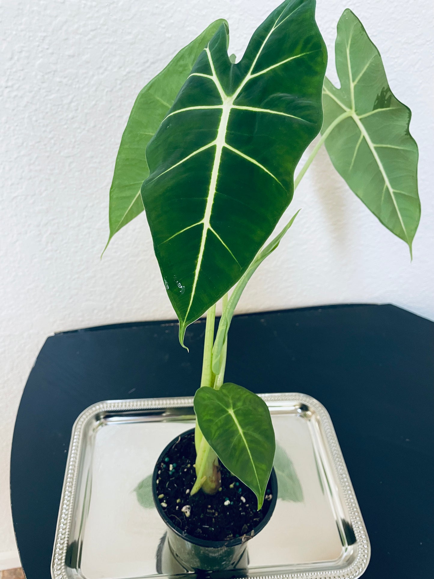 Green Alocasia (frydek) plant