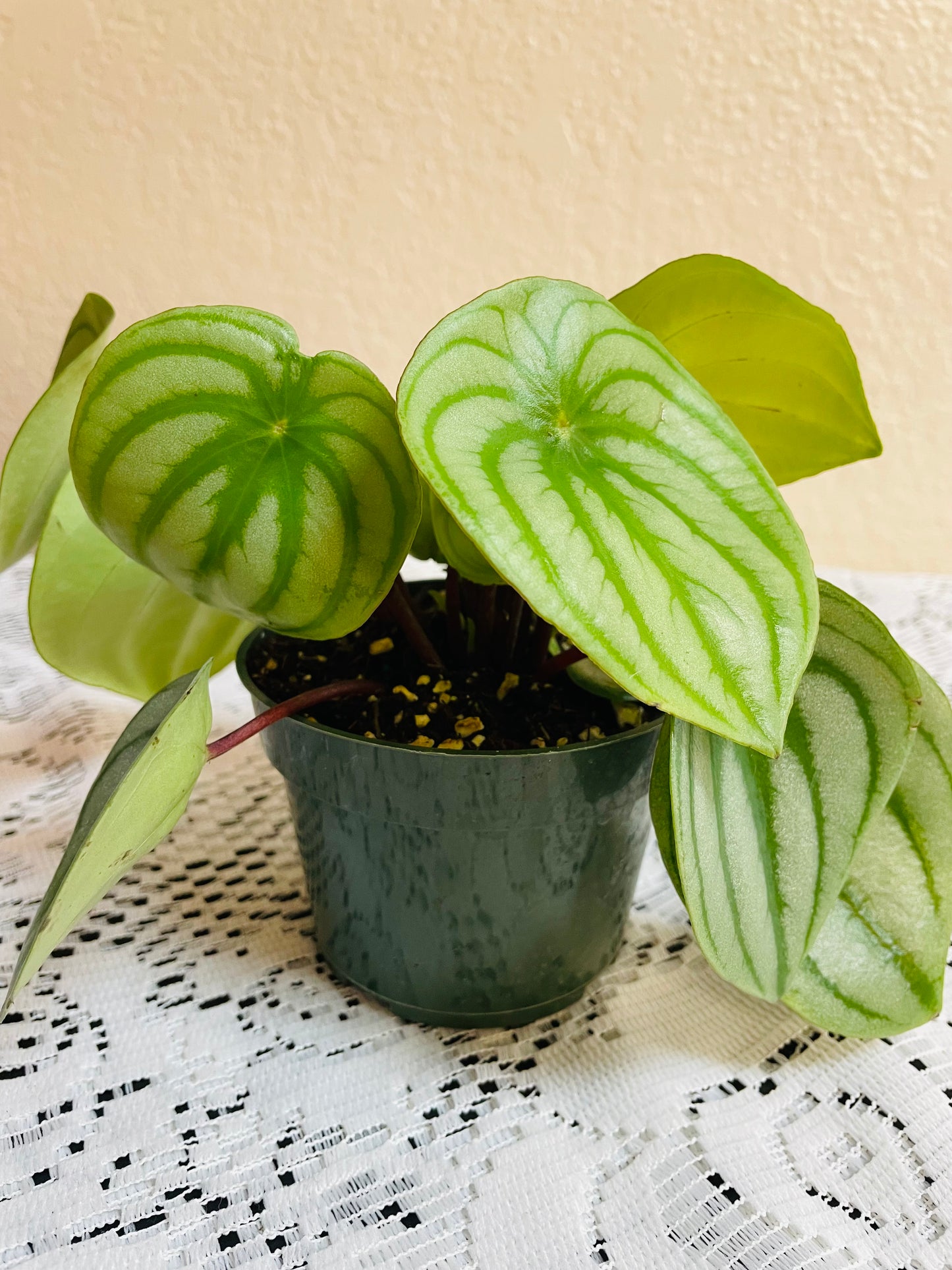 Watermelon Peperomia