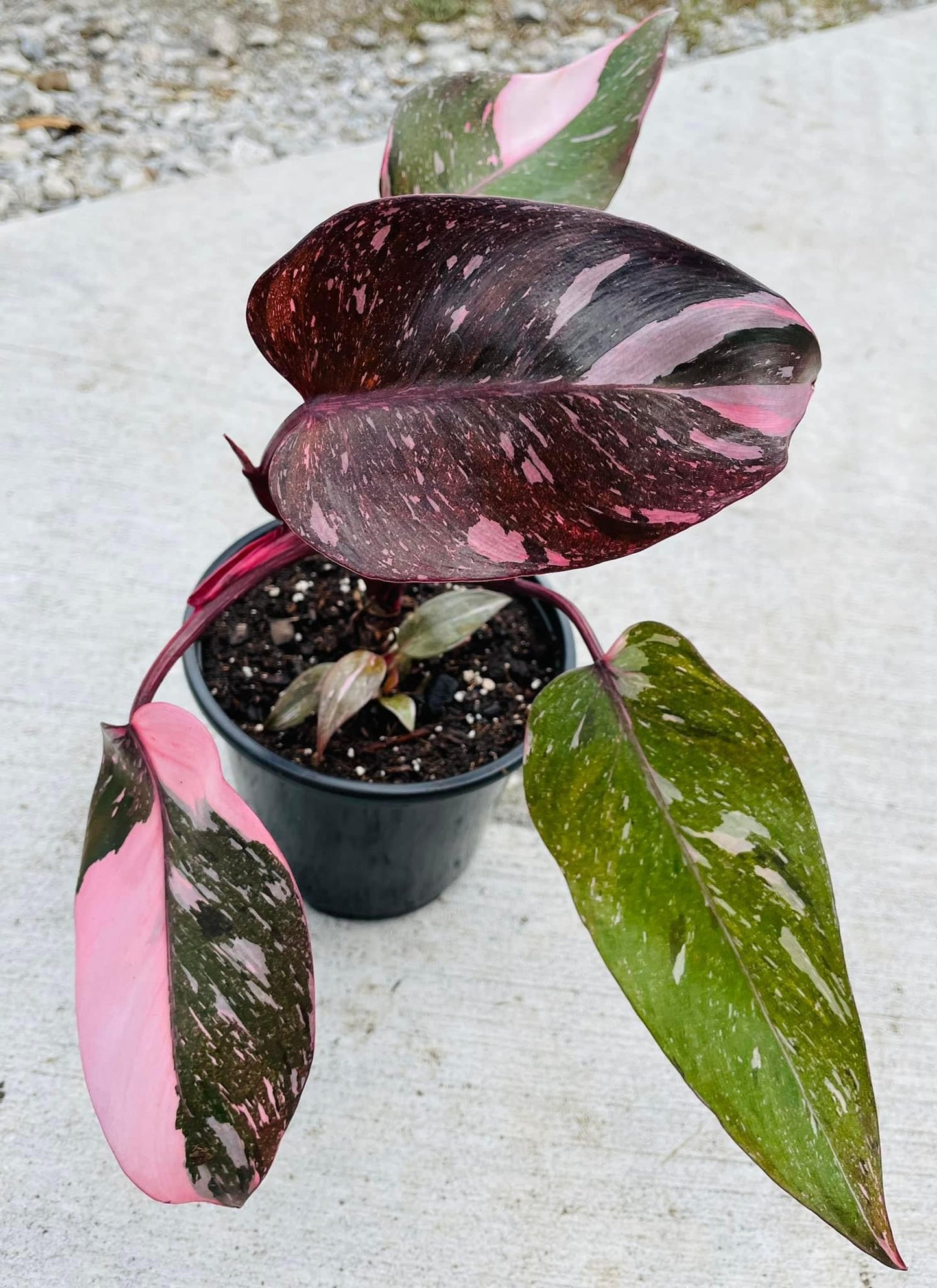 *RARE* “Pink Princess” Philodendron