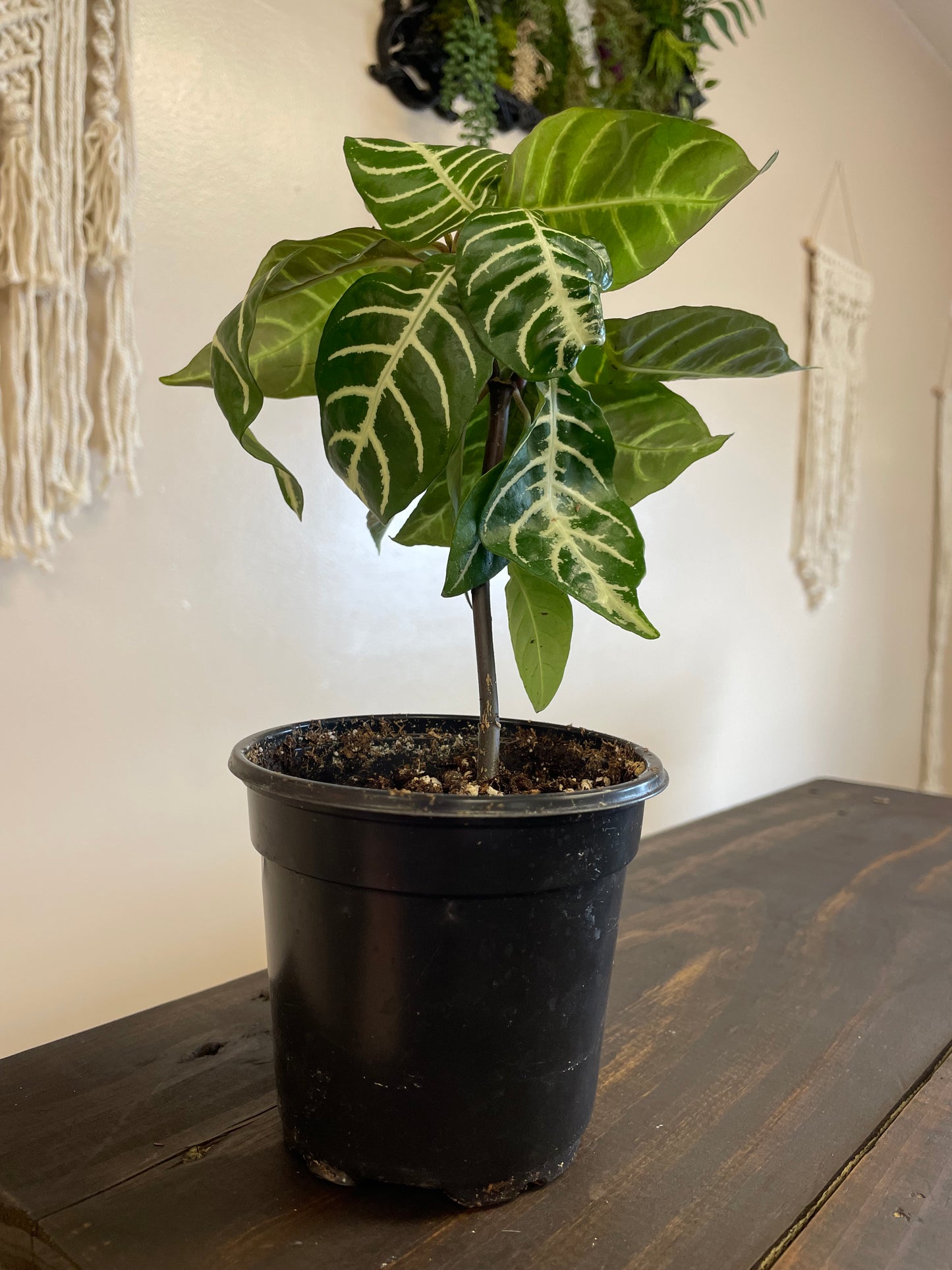 Zebra plant