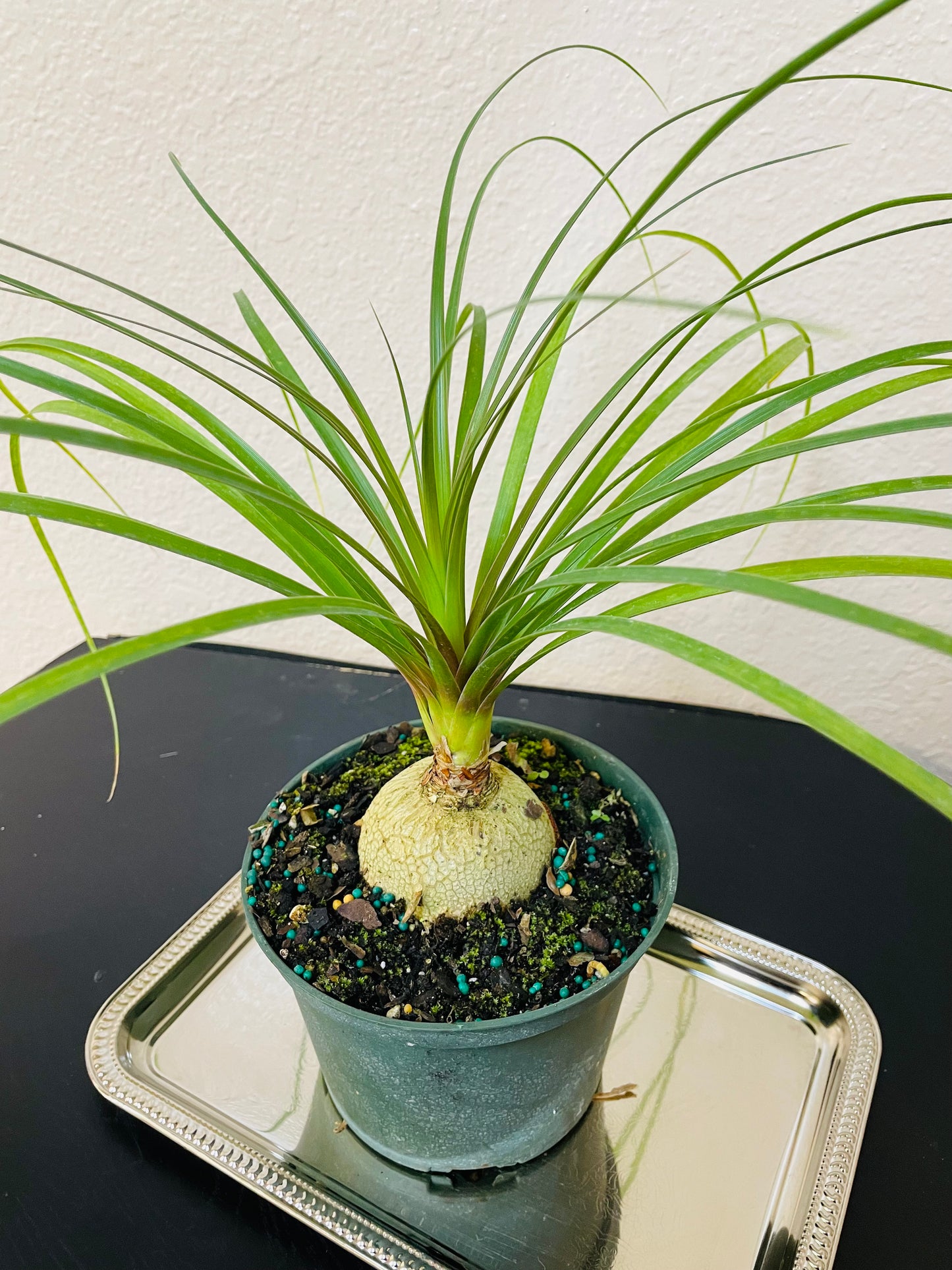 Pony Tail Palm Tree Plant