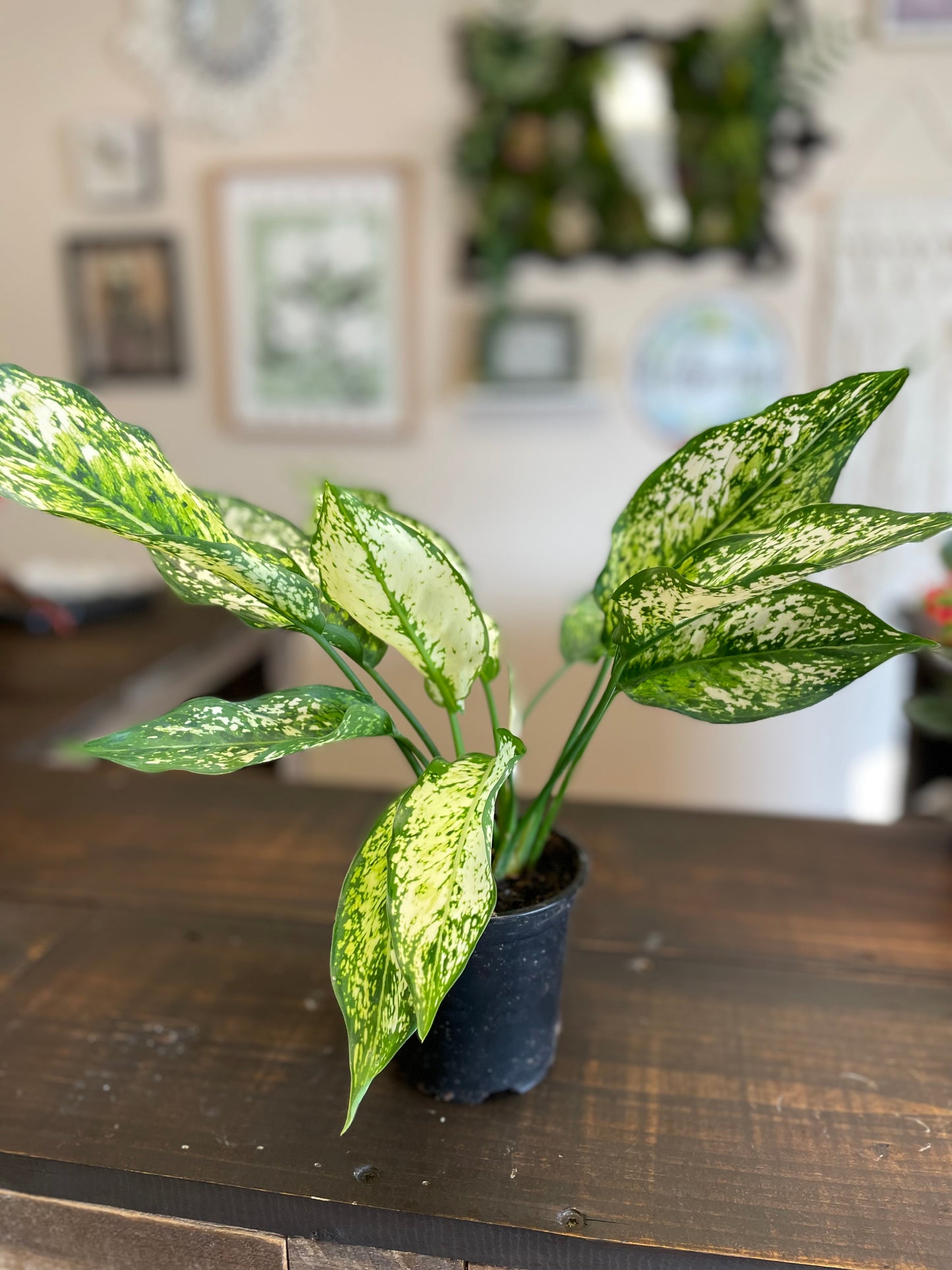 Aglaonema Wintry Winehouse