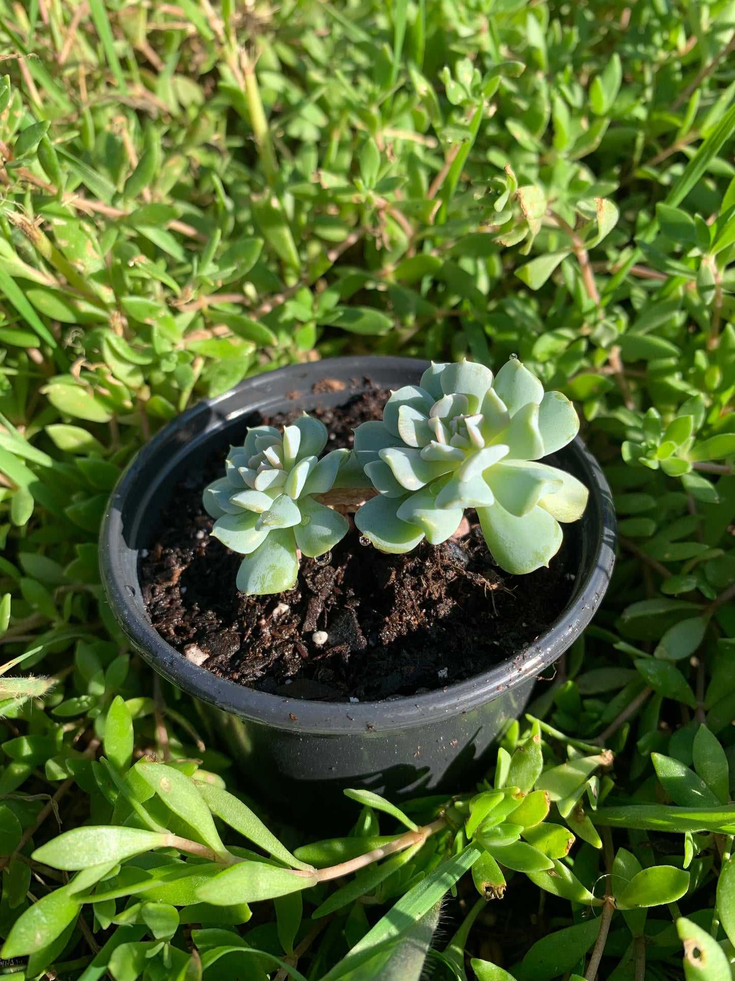 Echeveria Topsy Turvy Succulent (TINY)