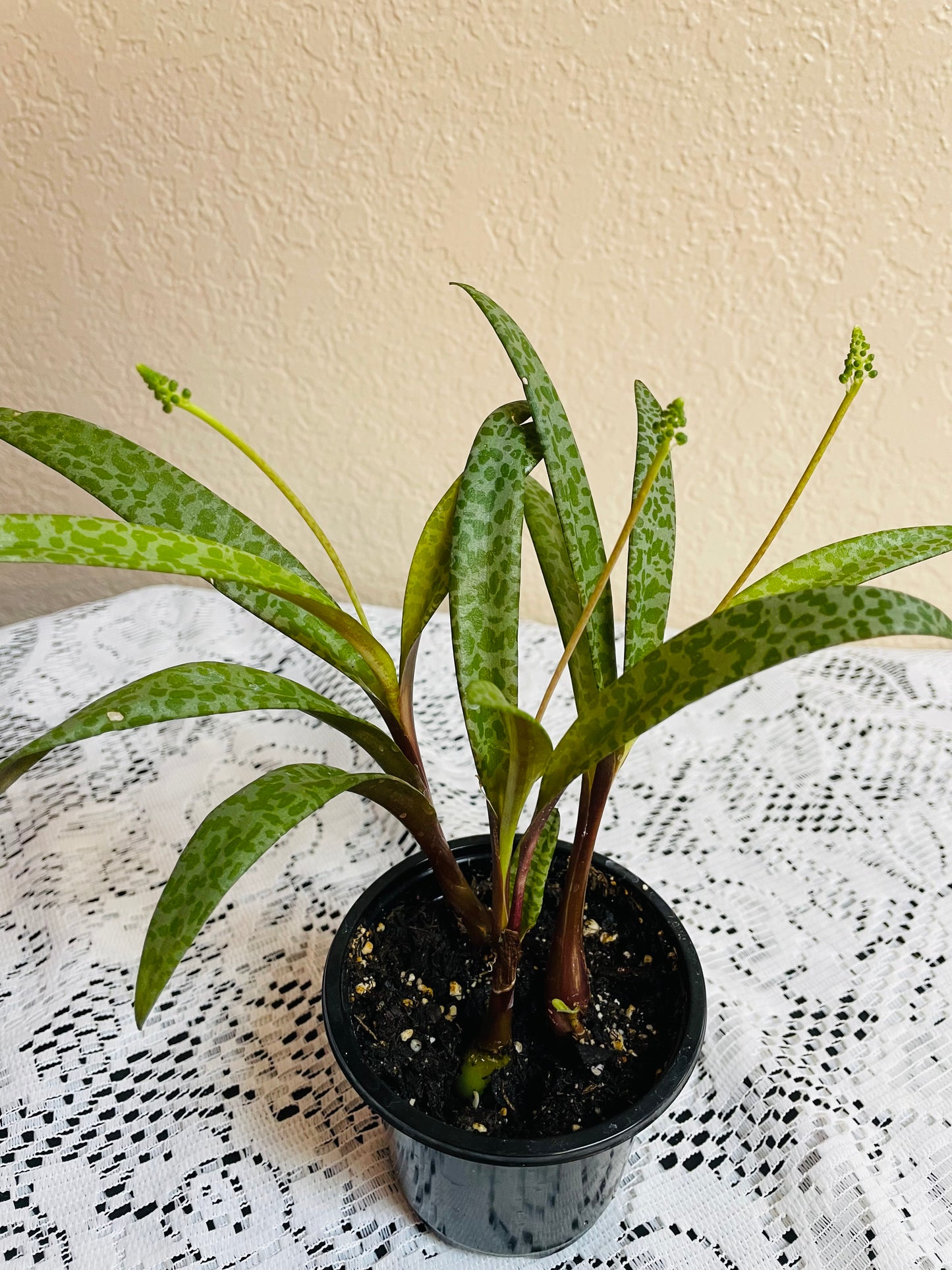 Silver Squill “Leopard Plant”