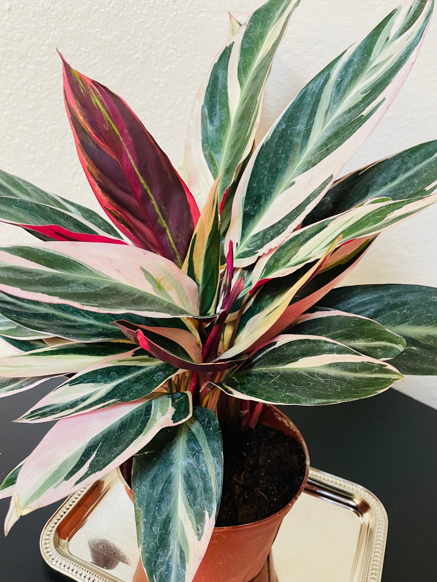 Stromanthe Triostar Plant