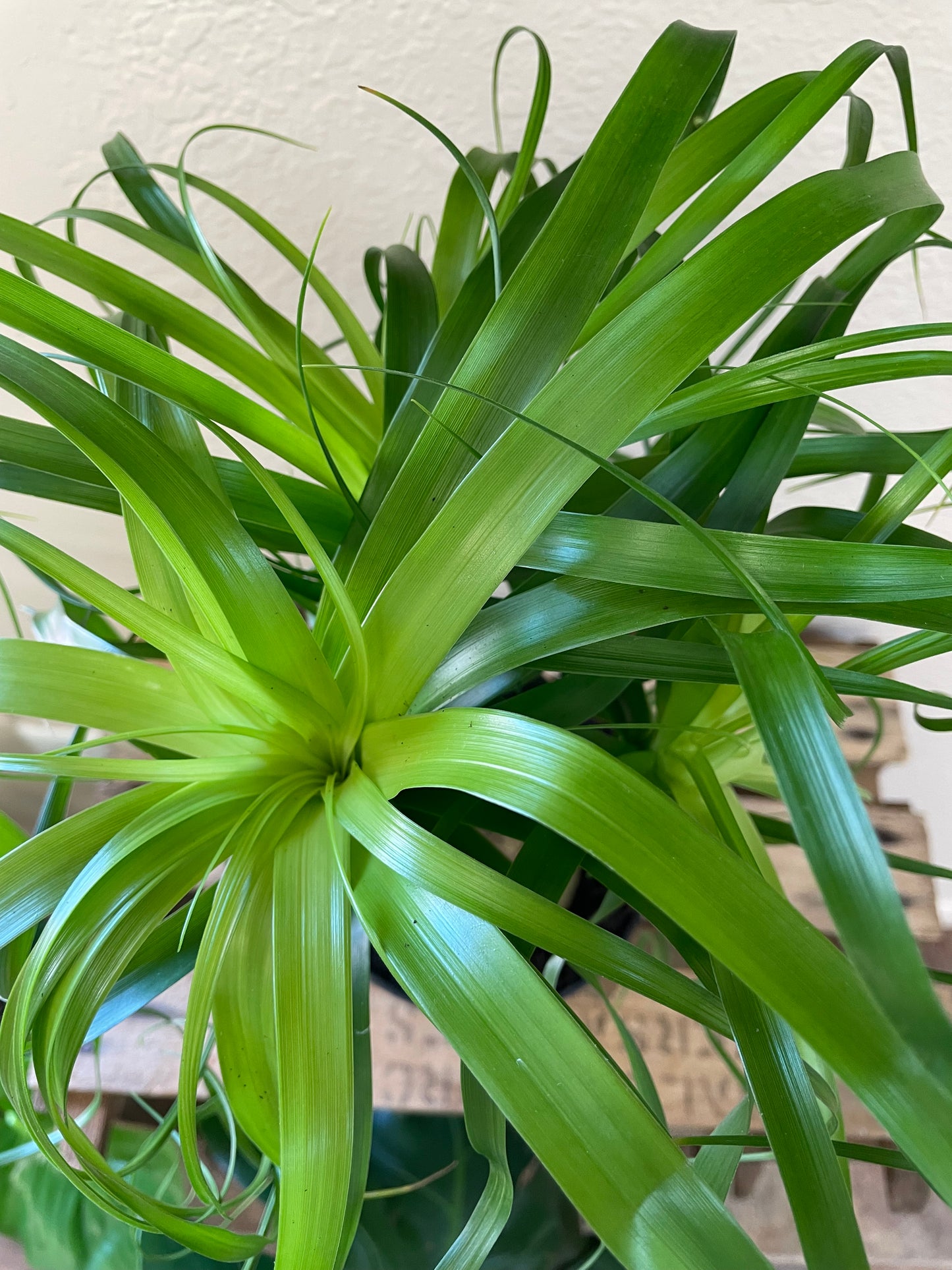 Pony Tail Palm (LARGE)