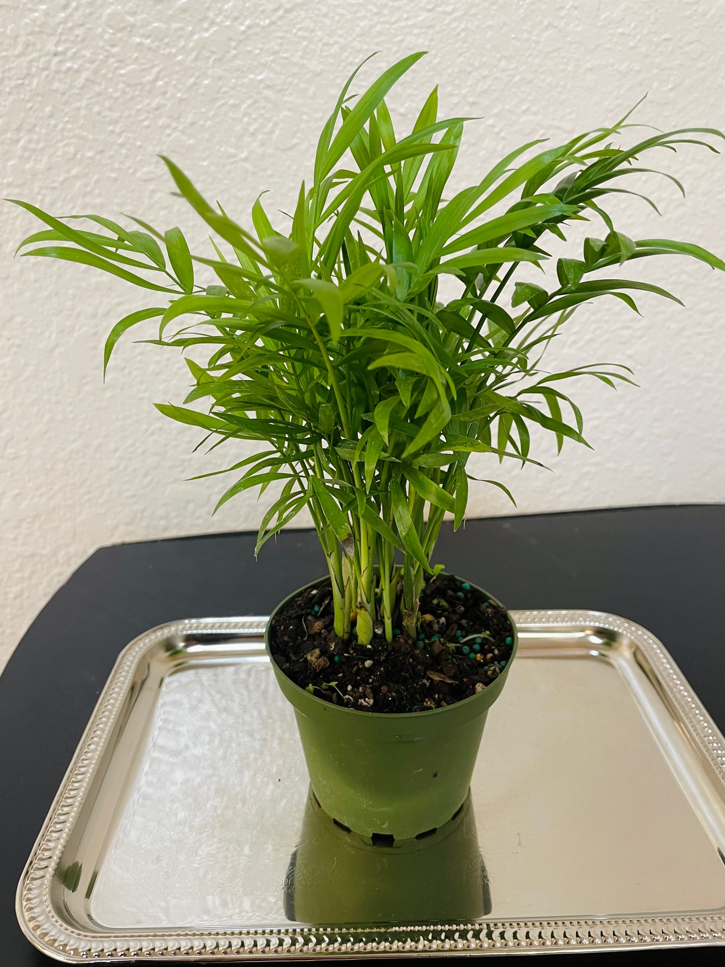 Parlor Palm Plant