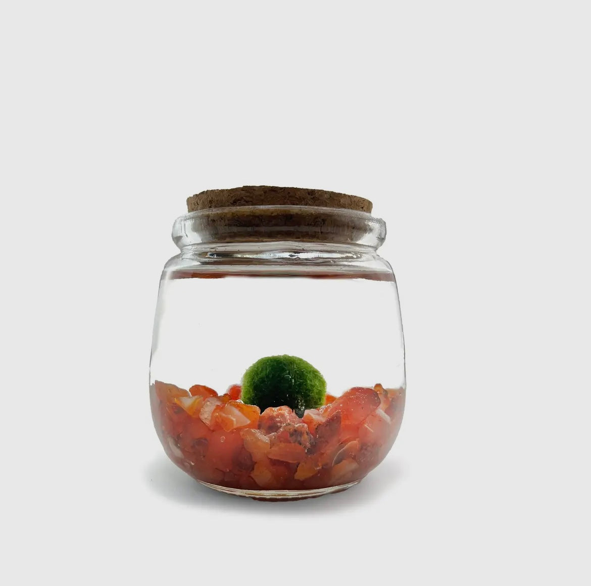*MID SIZE* Carnelian Live Moss Ball