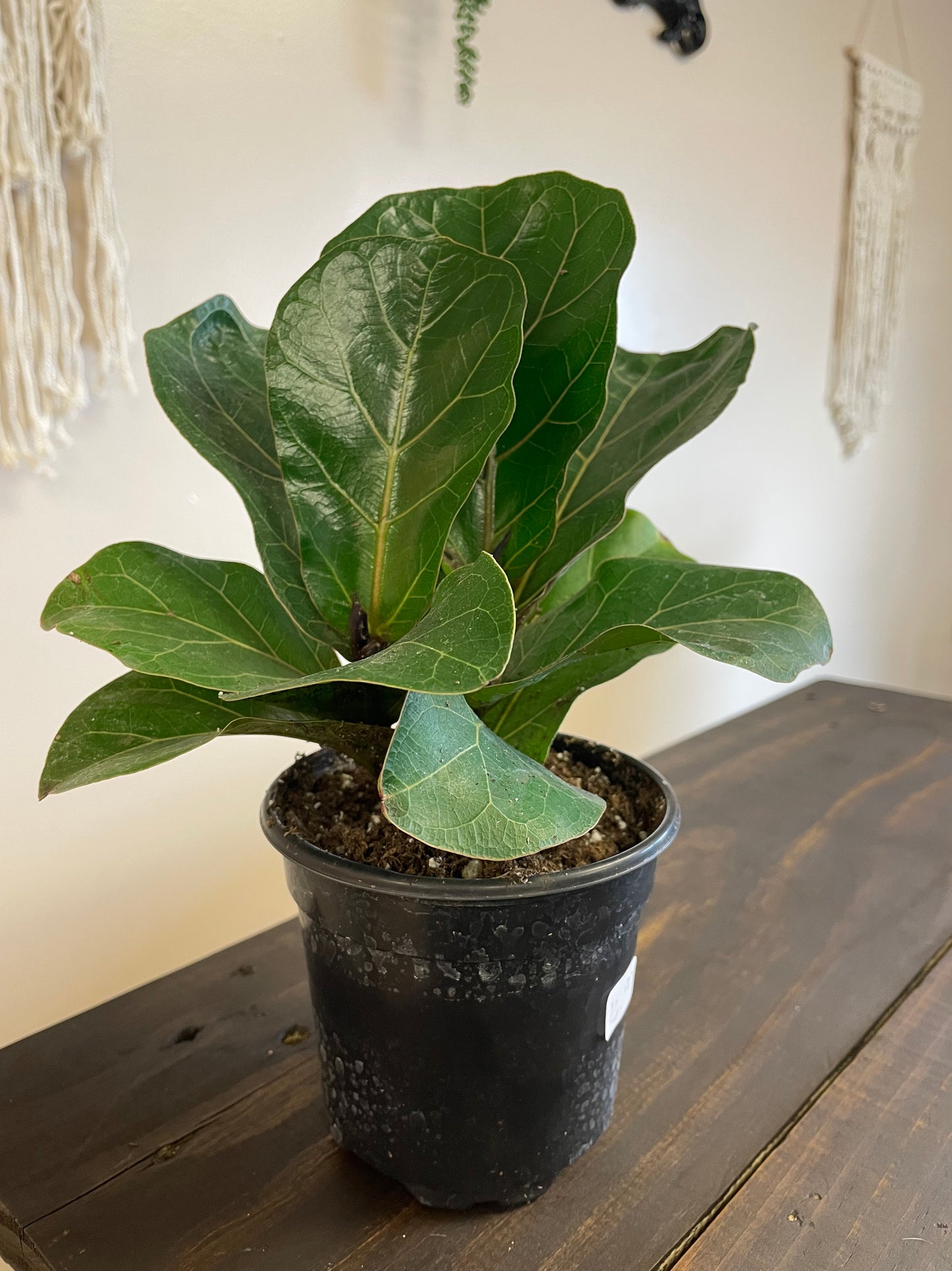 Fiddle Leaf Fig Tree