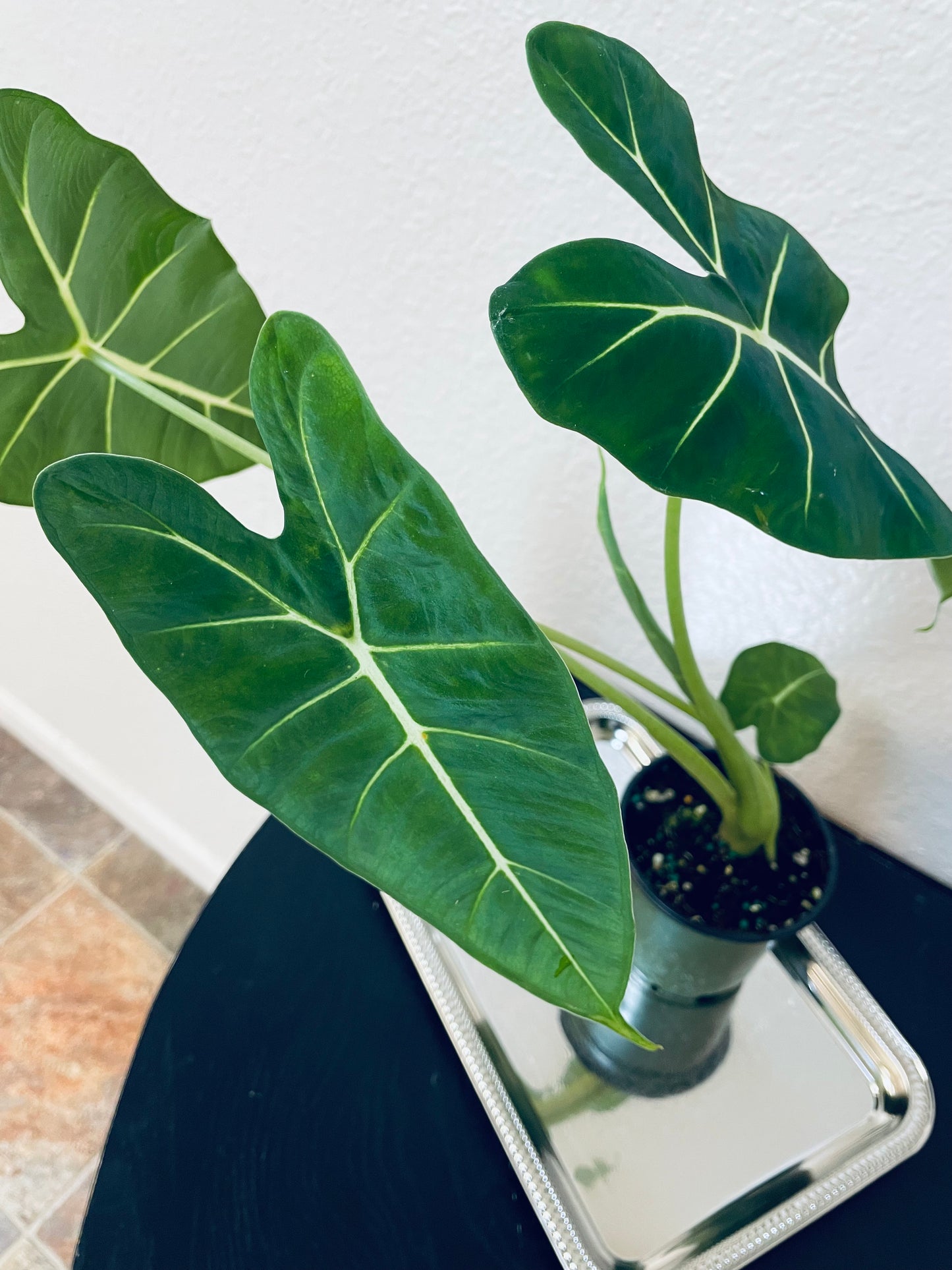 Green Alocasia (frydek) plant