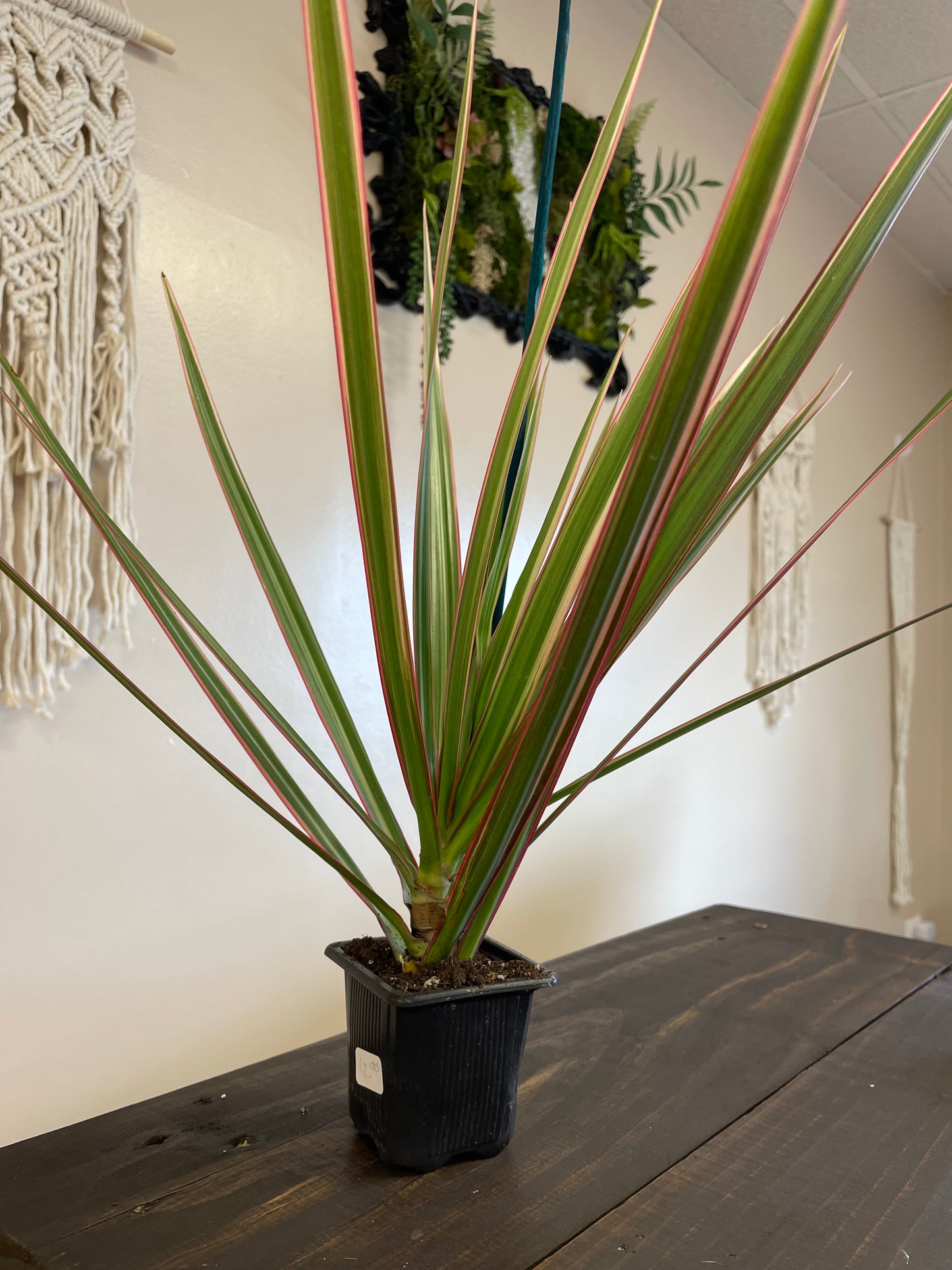 Marginata Dracaena Dragon tree