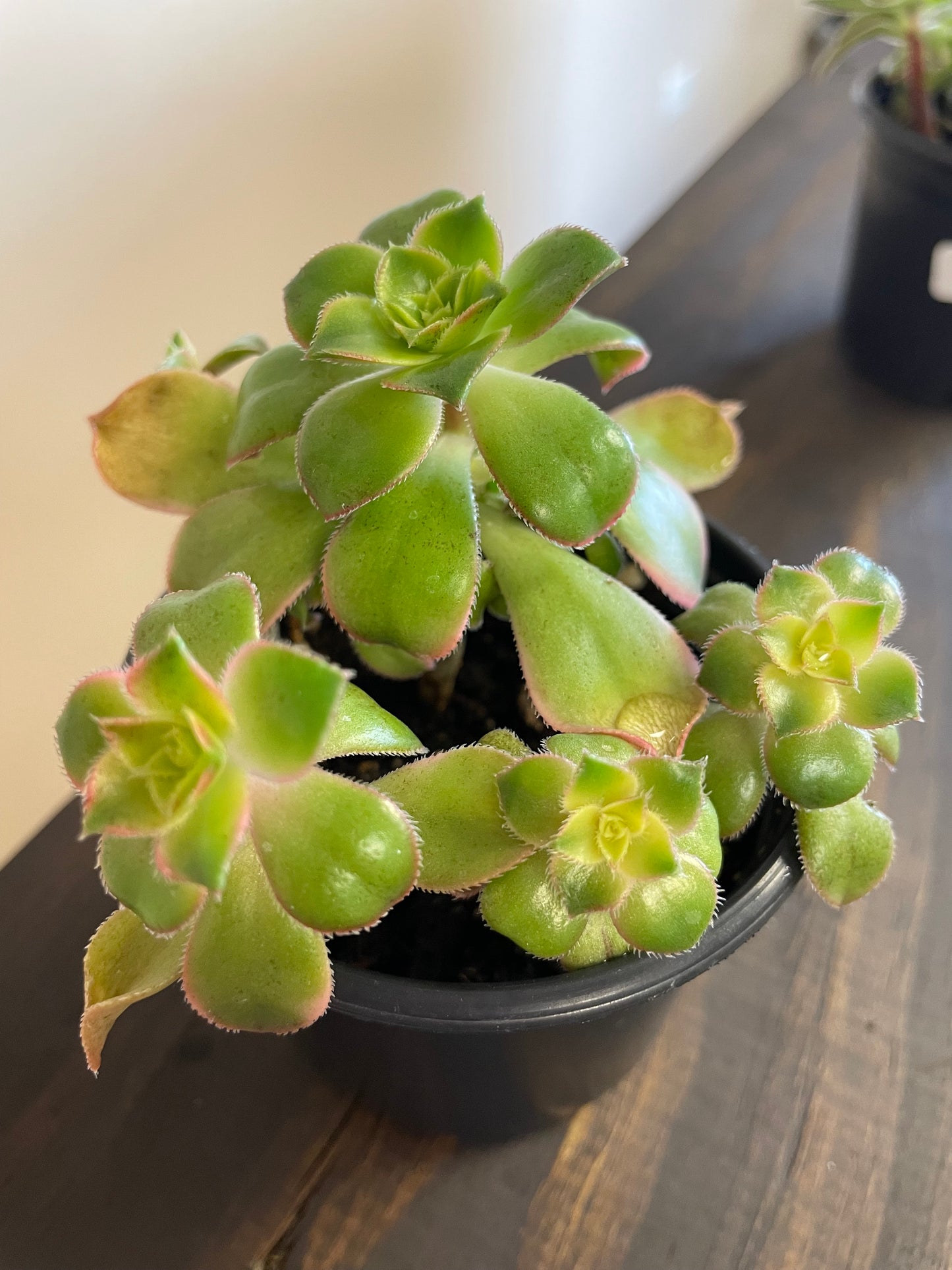 Aeonium