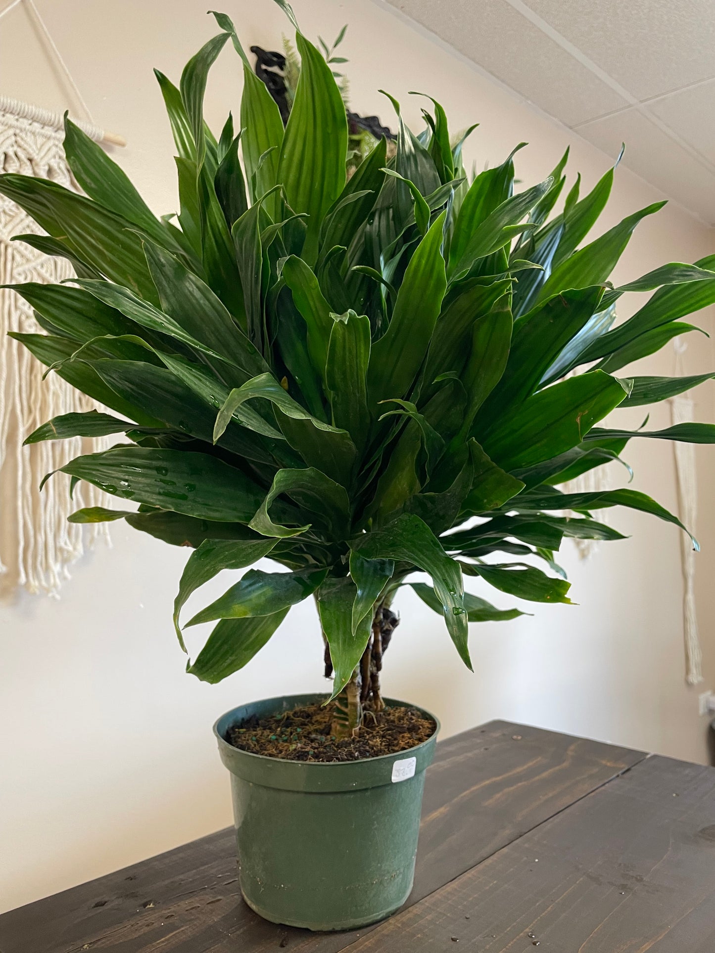 Green Jewel Dracaena