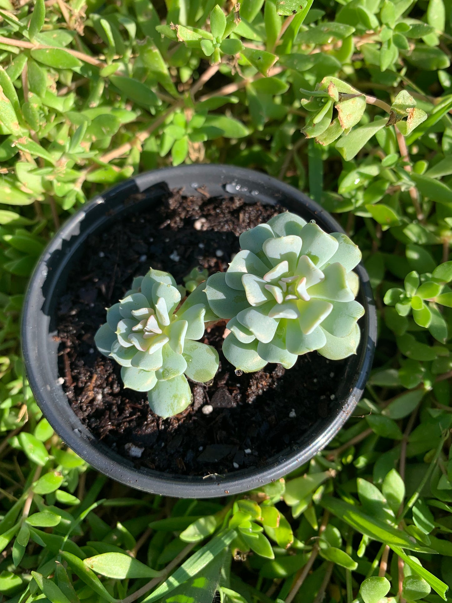 Echeveria Topsy Turvy Succulent (TINY)