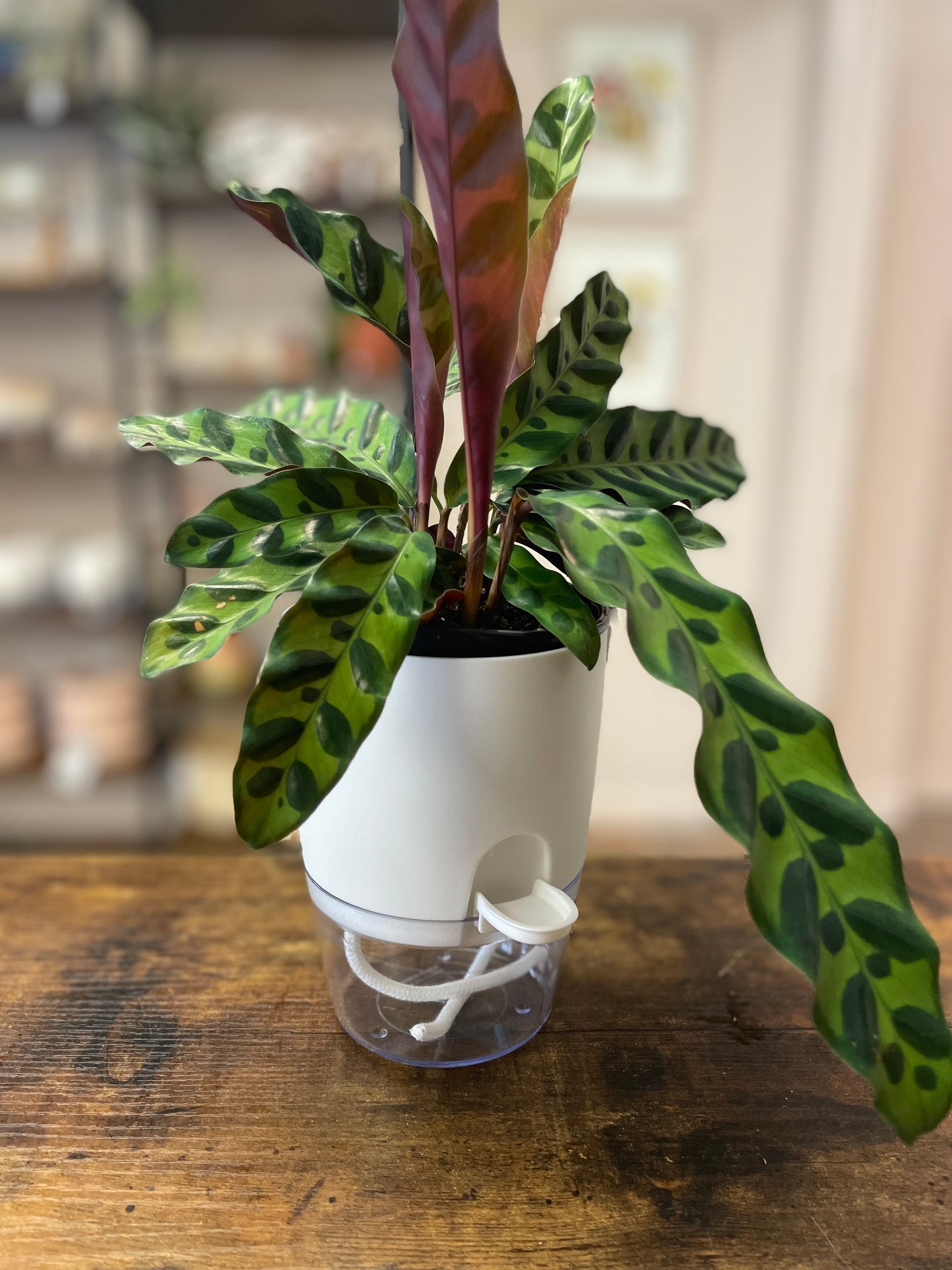Self Watering Pot