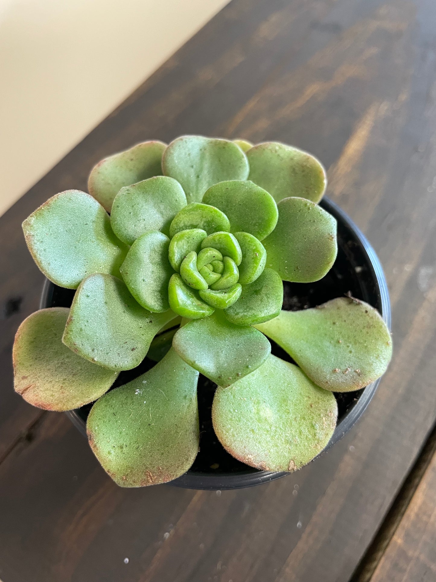 Succulent