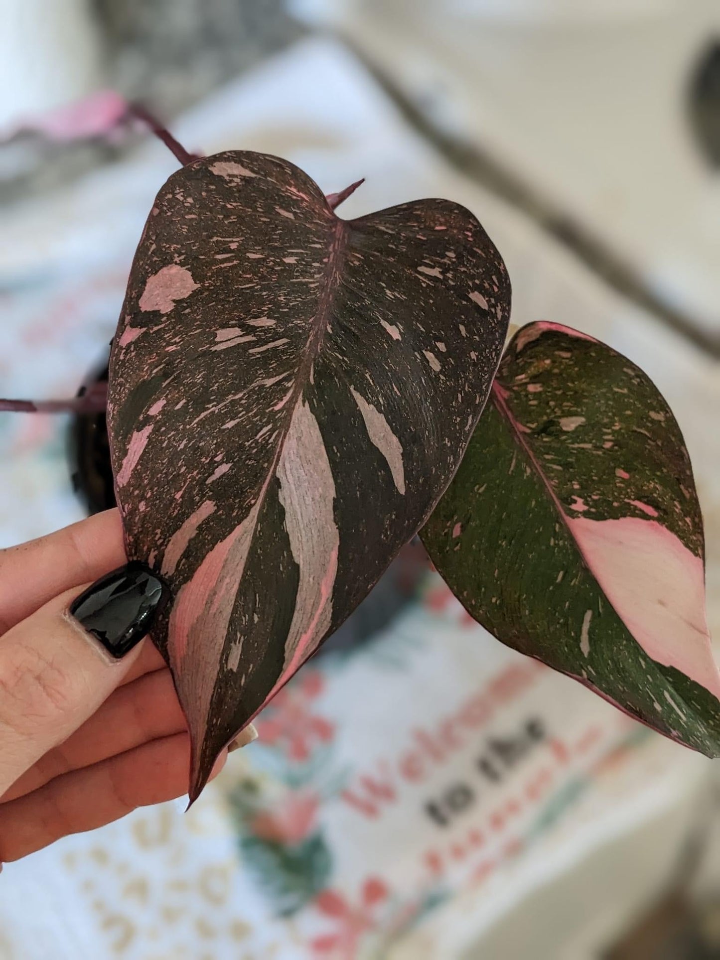 *RARE* “Pink Princess” Philodendron