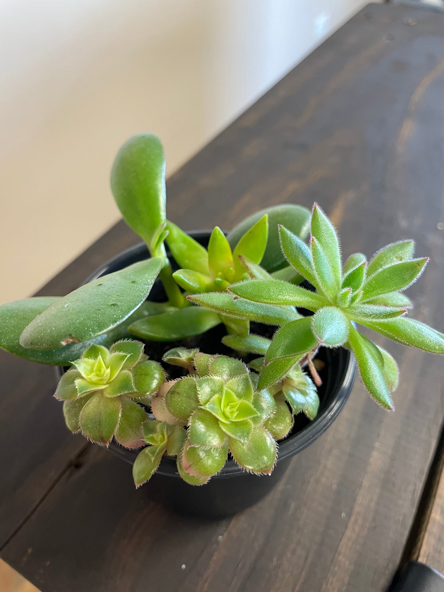 Succulent assortment