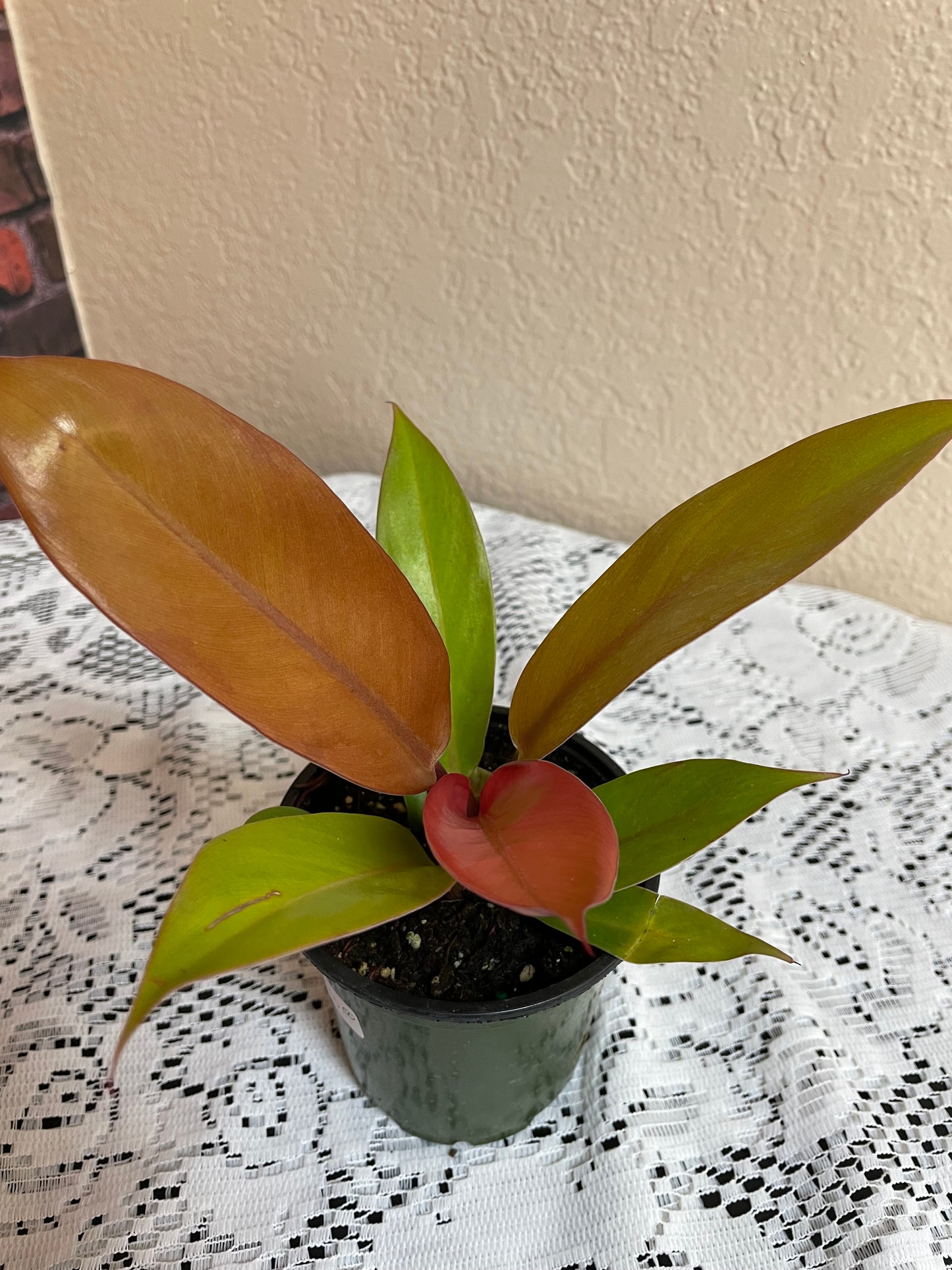 Philodendron "Prince of Orange"