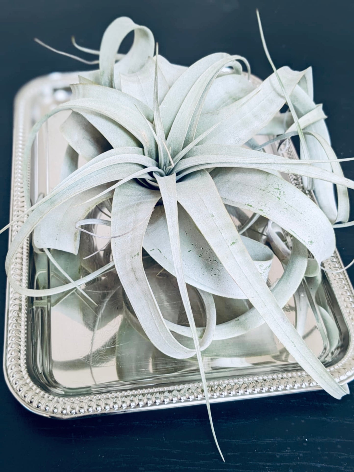 BIG Tillandsia Air Plant