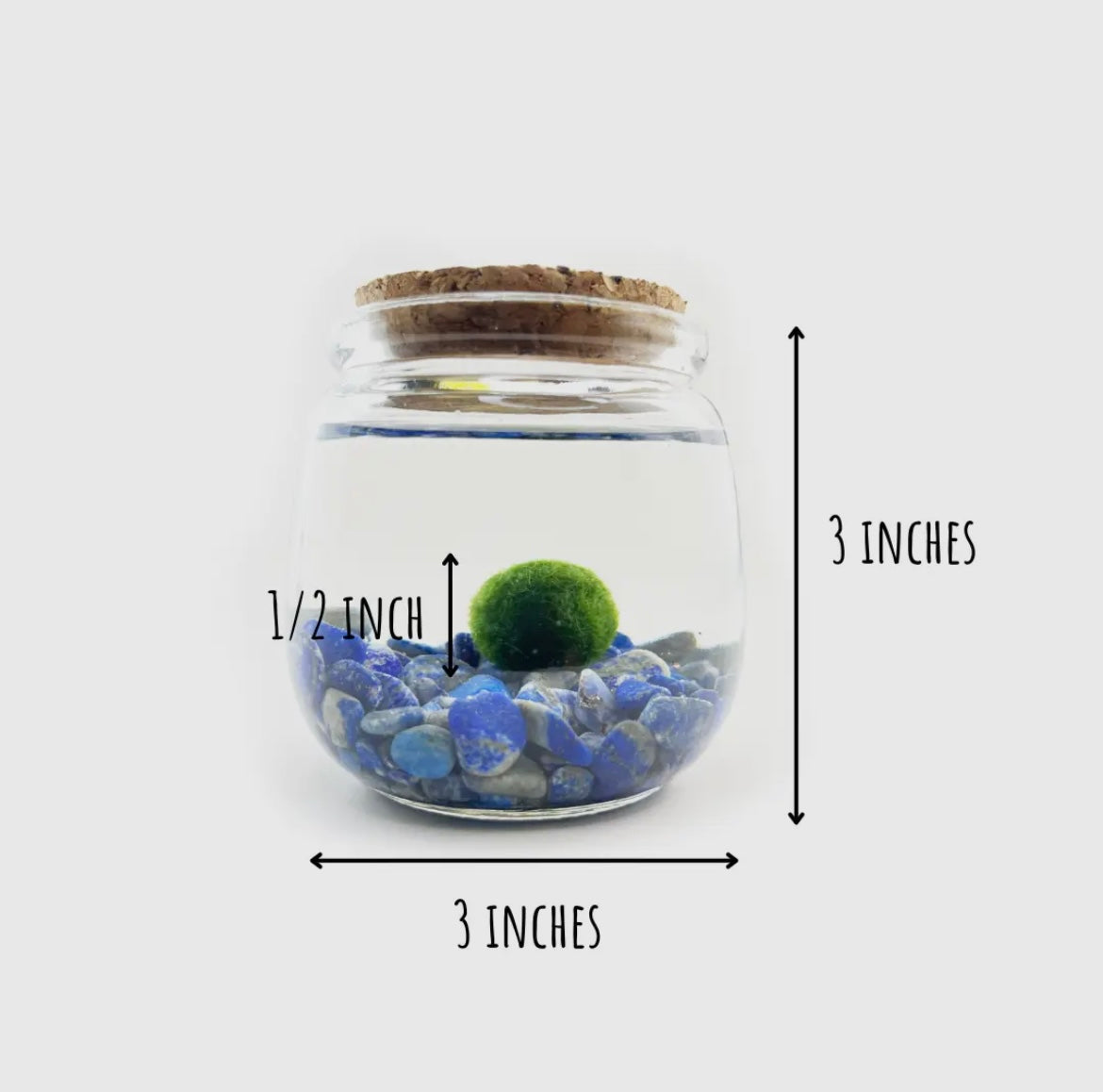 *MID SIZE* Lapis Lazuli Live Moss Ball