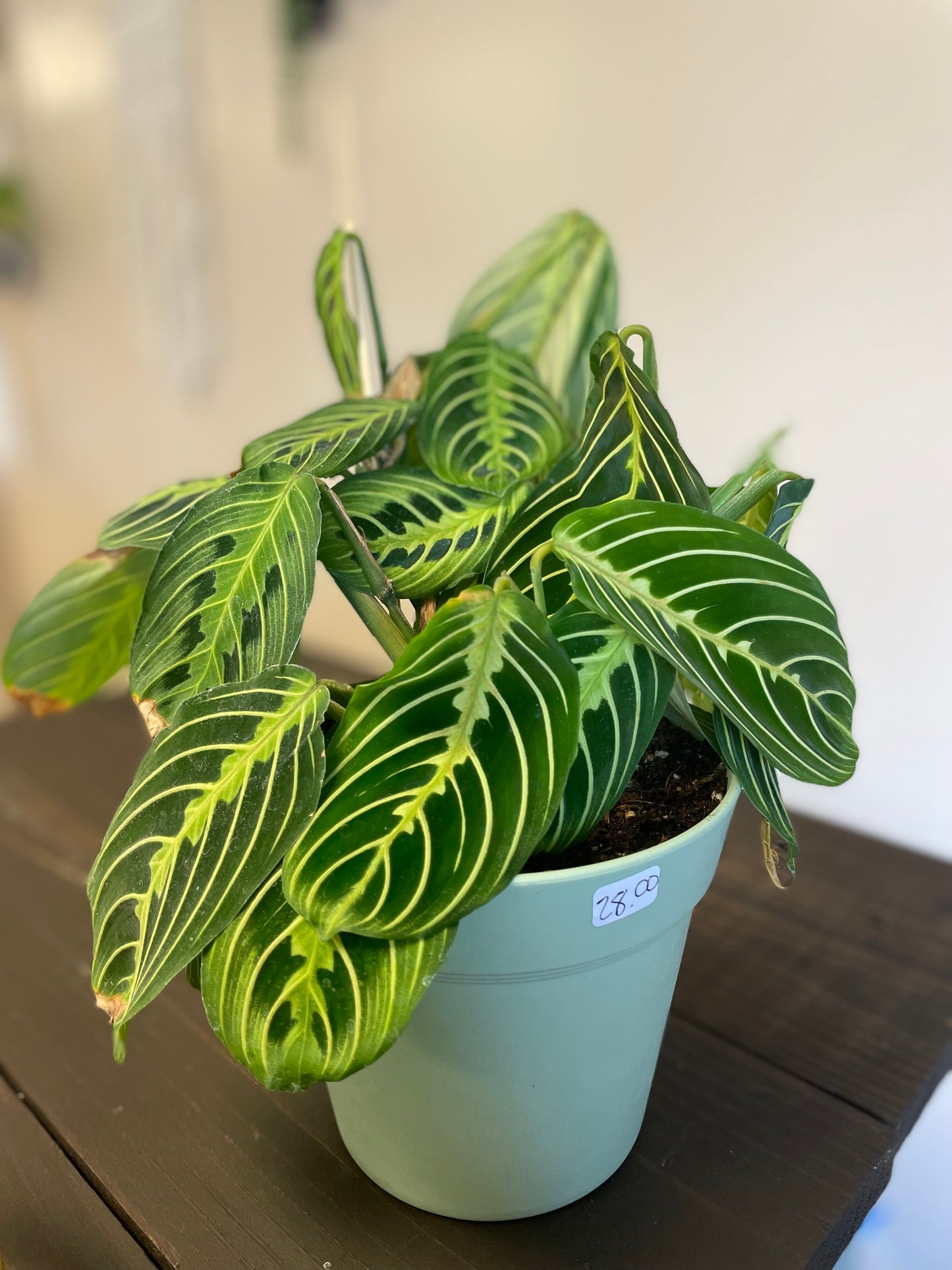 Lemon Lime Maranta Prayer Plant