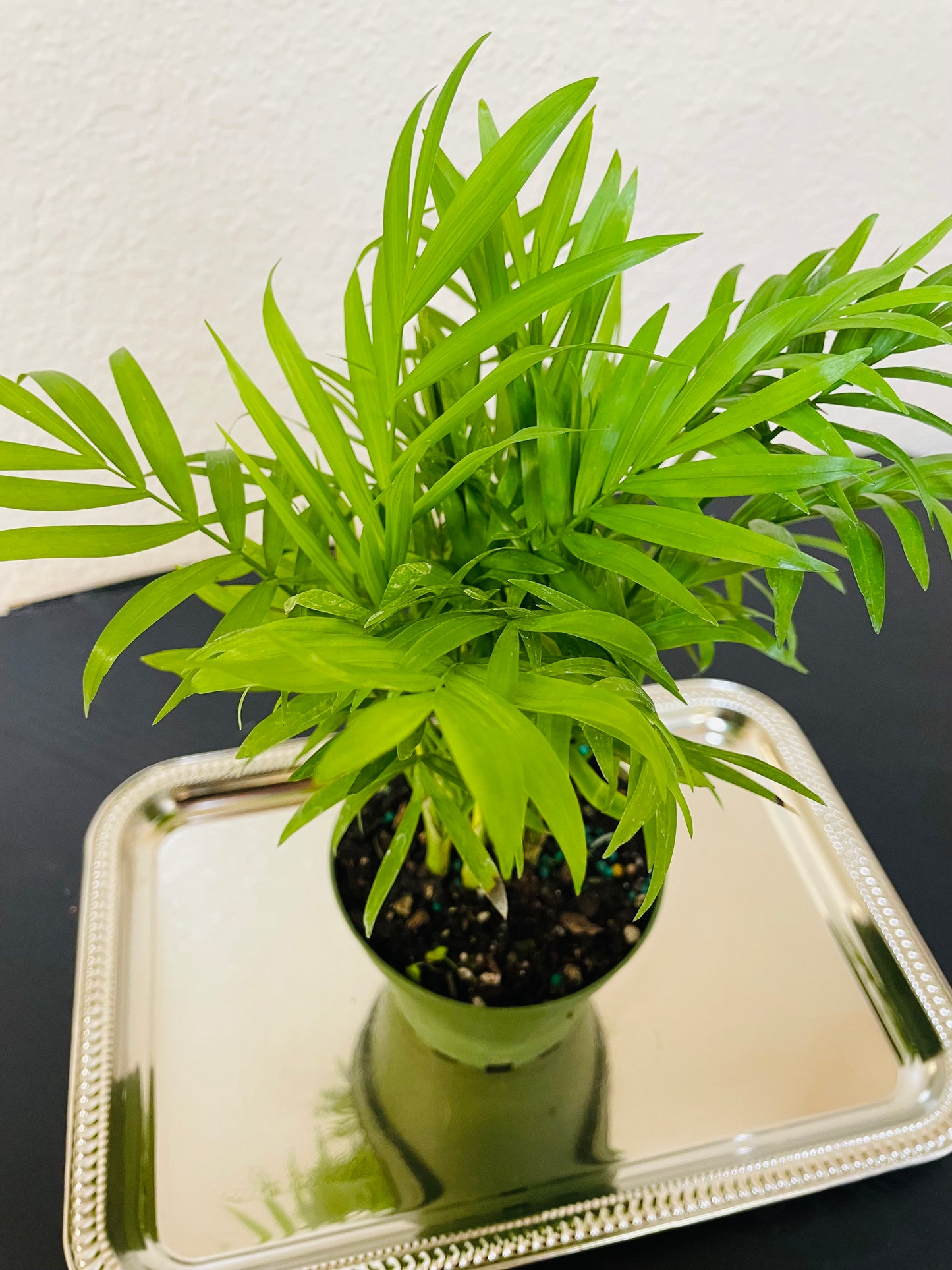 Parlor Palm Plant