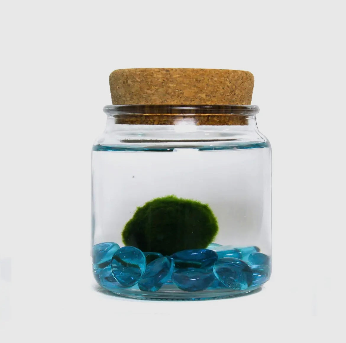 *BIG* Blue Stone Live Moss Ball
