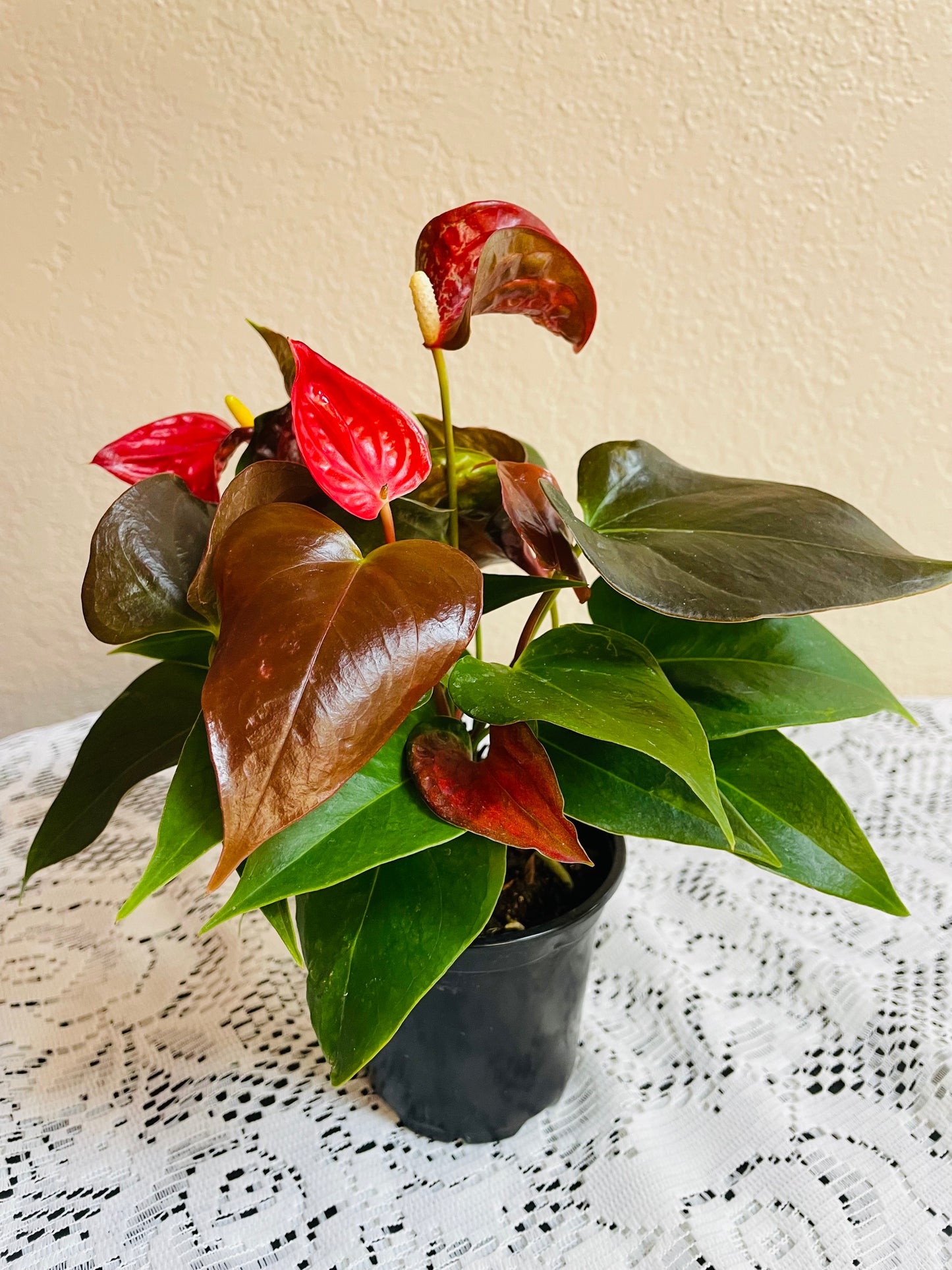 Anthurium "Red Flamingo"