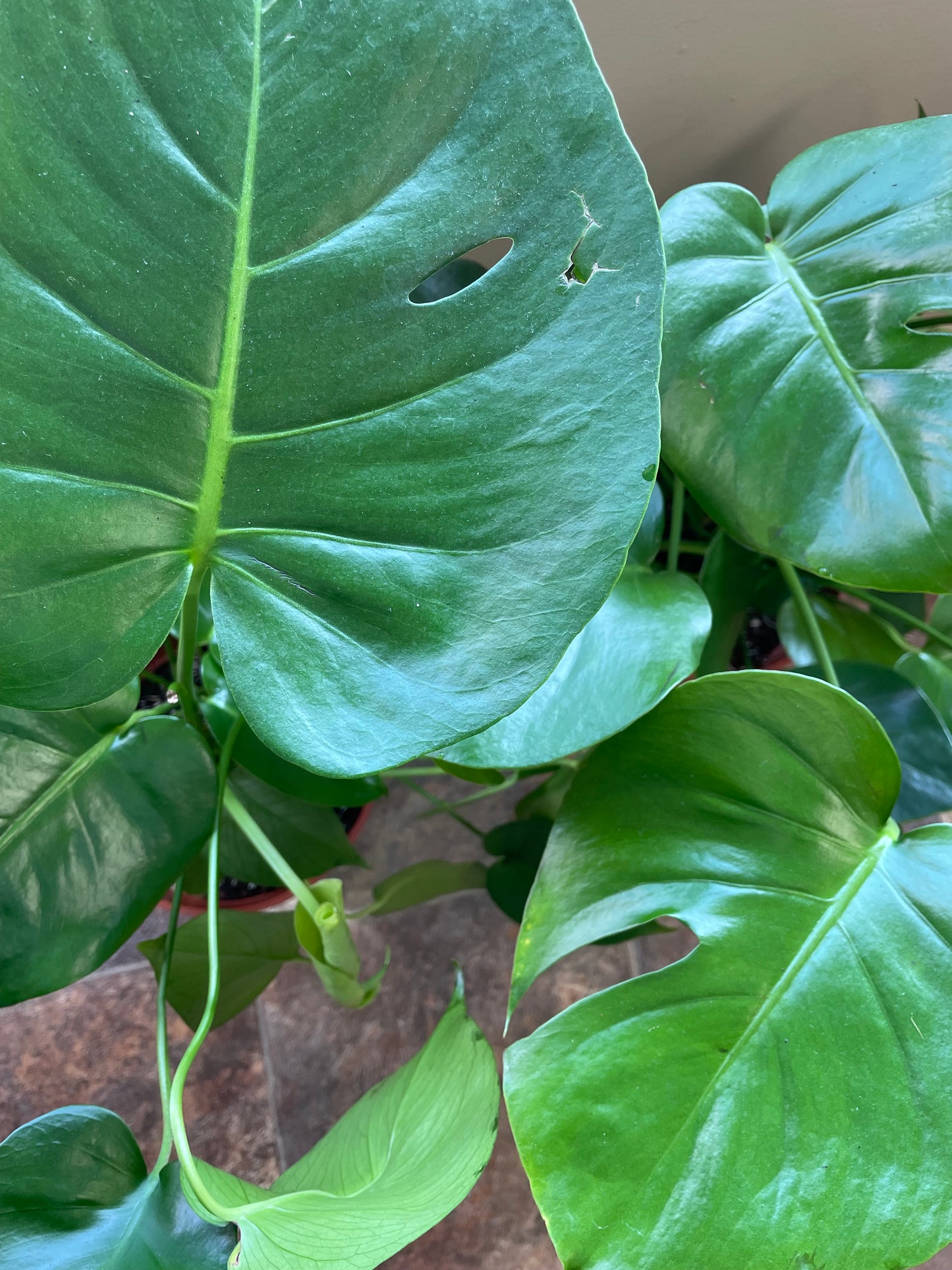 Monstera Deliciosa