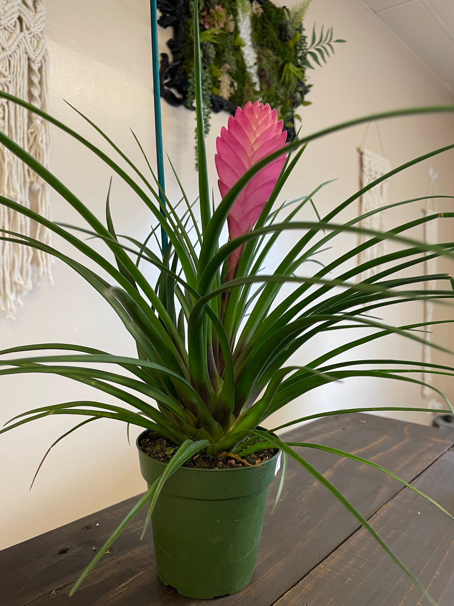 Pink Quill Bromeliad