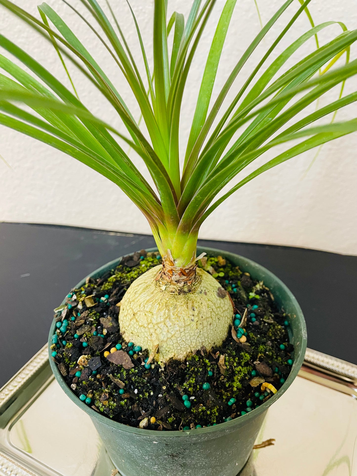 Pony Tail Palm Tree Plant