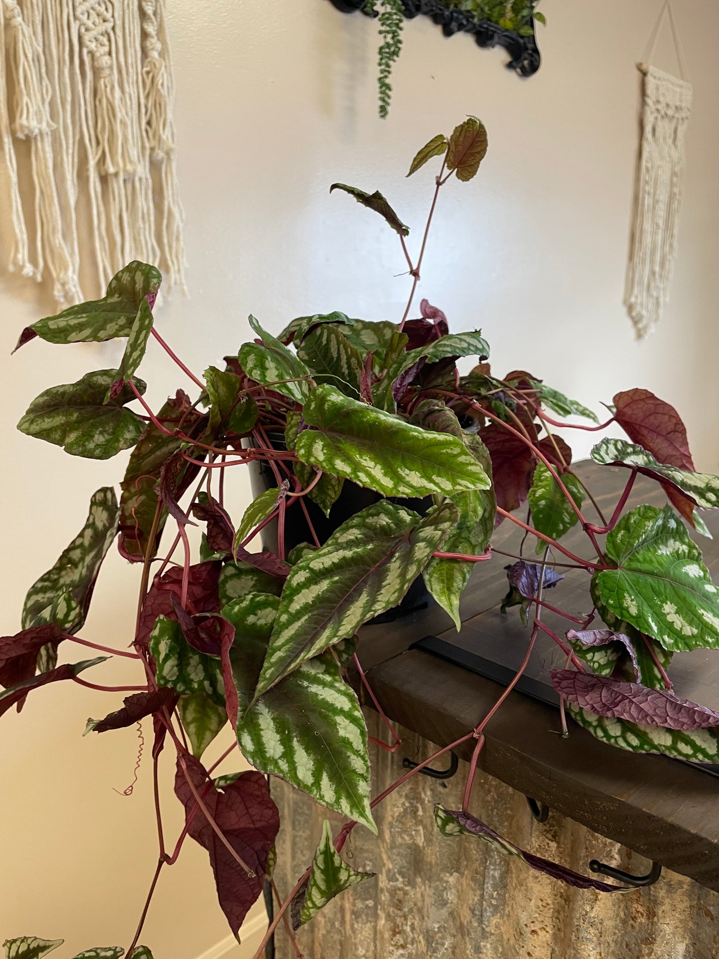 Rex Begonia trailing plant