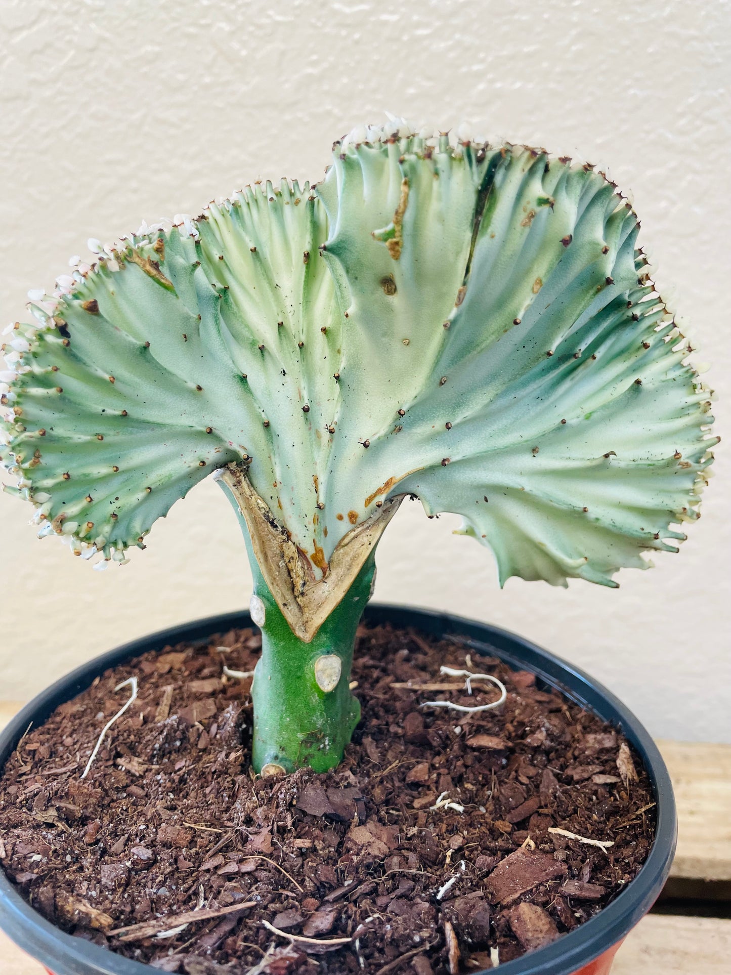 Mermaid Tail Cactus