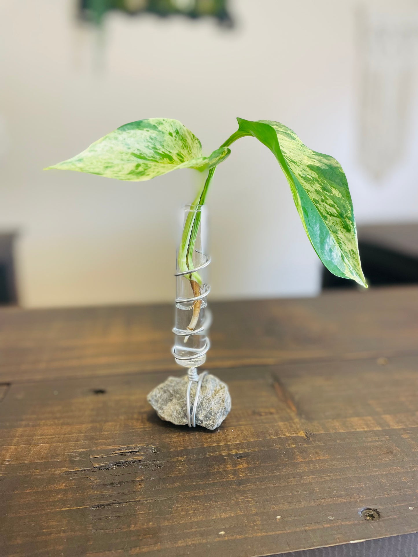 Single Propagation Rock Holder